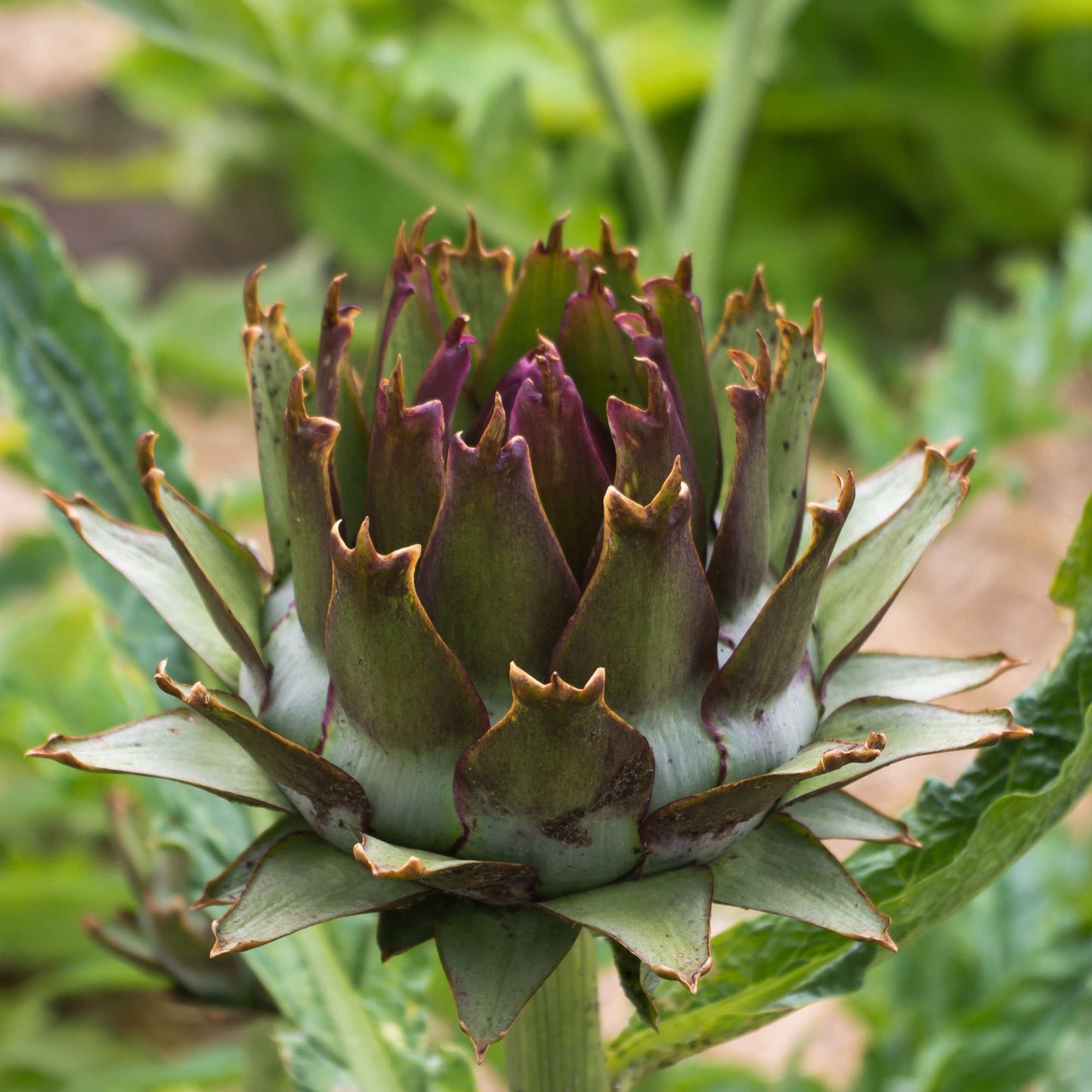 100pcs Organic Artichoke Seeds Pack