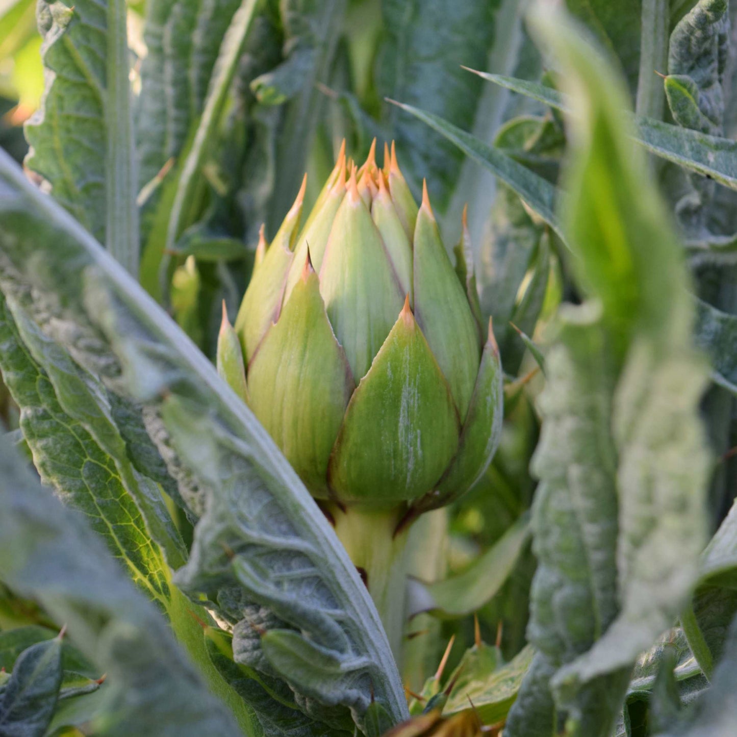 100pcs Organic Artichoke Seeds Pack