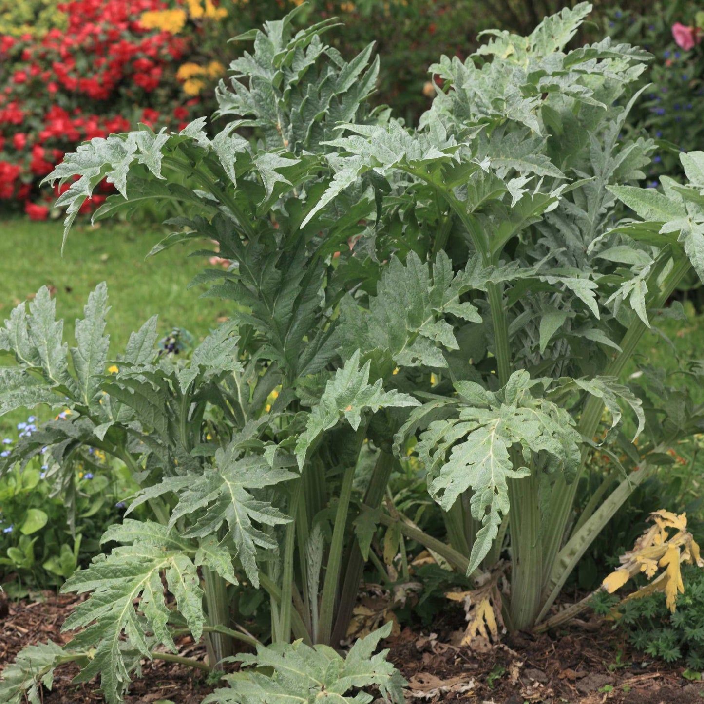 100pcs Organic Artichoke Seeds Pack