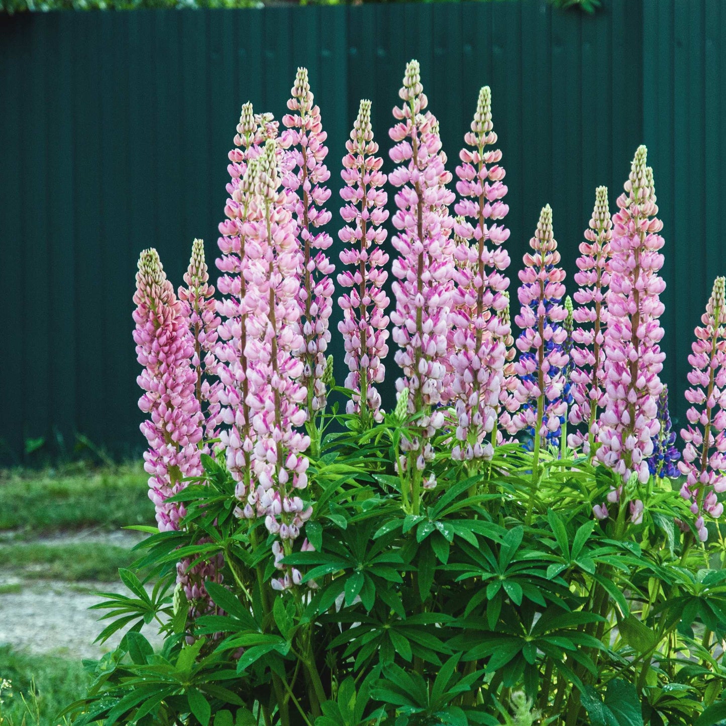 100Pcs Lupine Russel Mix Flower Seeds