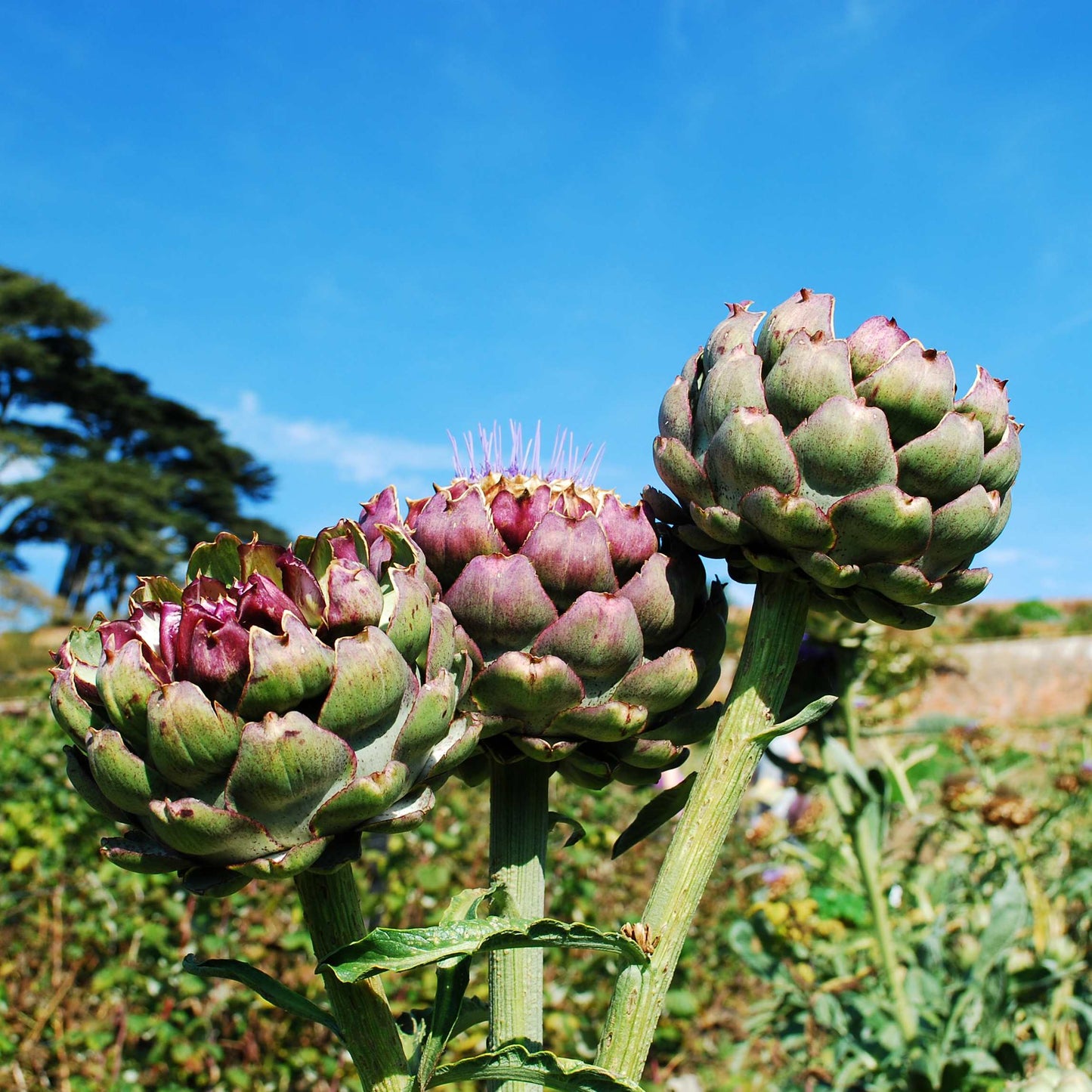 100pcs Organic Artichoke Seeds Pack