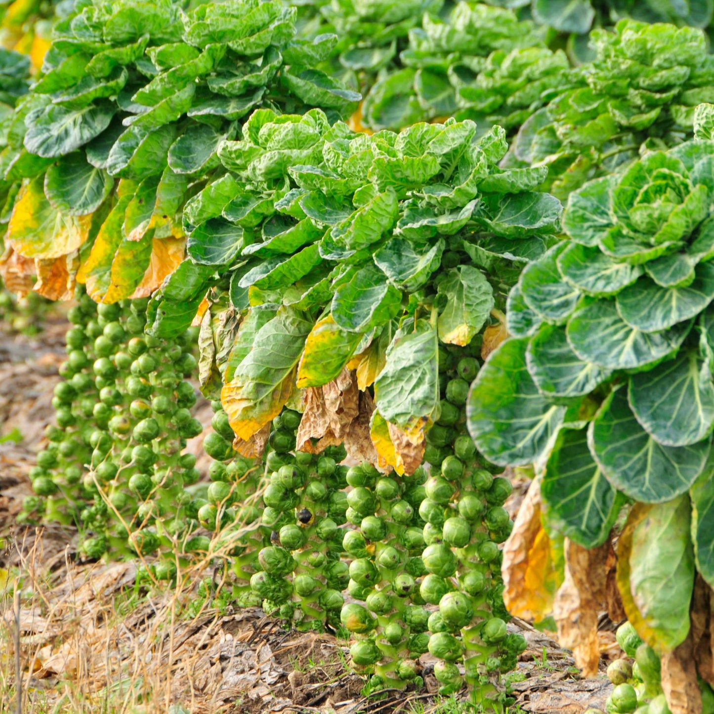 50Pcs Organic Brussels Sprout Seeds