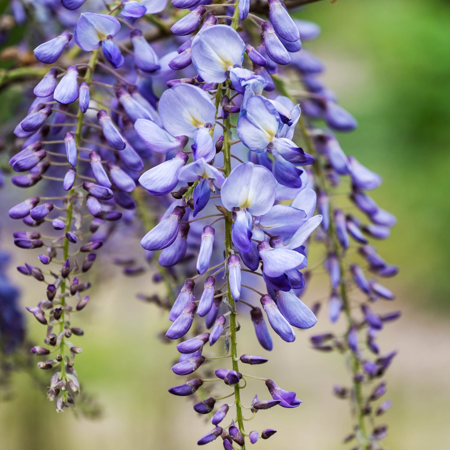 Chinese Wisteria Vine, 10 Seeds