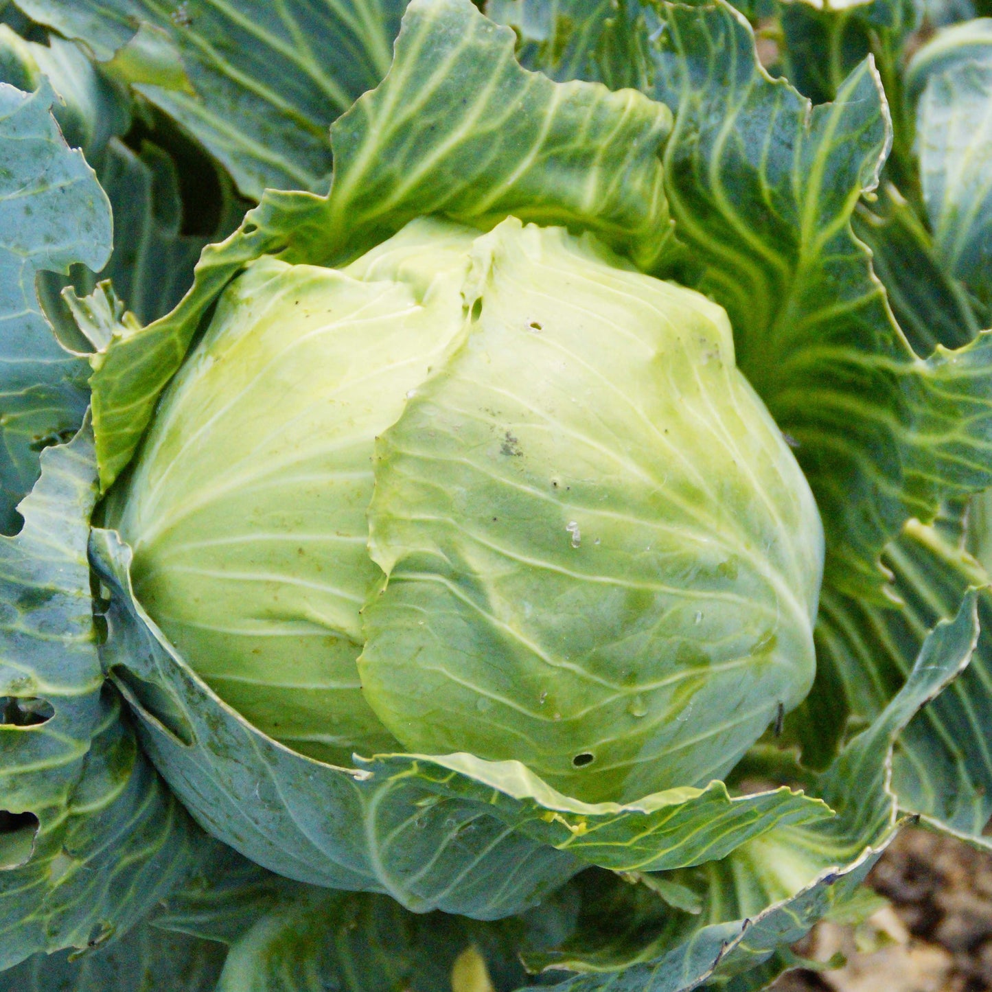 100Pcs Organic Cabbage Seeds