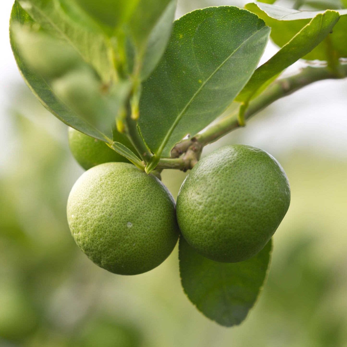 10Pcs Organic Kaffir Lime Seeds