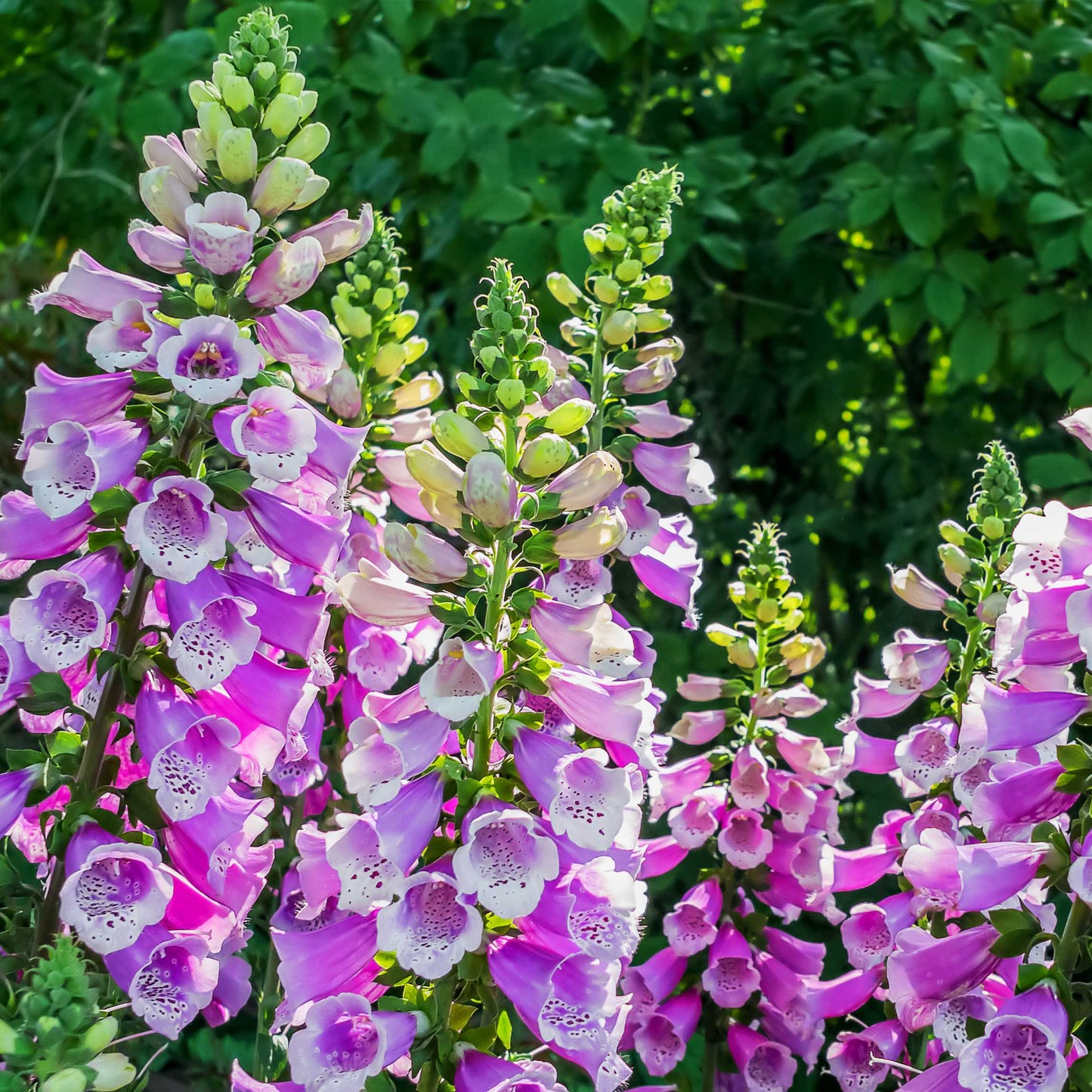 100Pcs Foxgloves Flower Seeds Pack