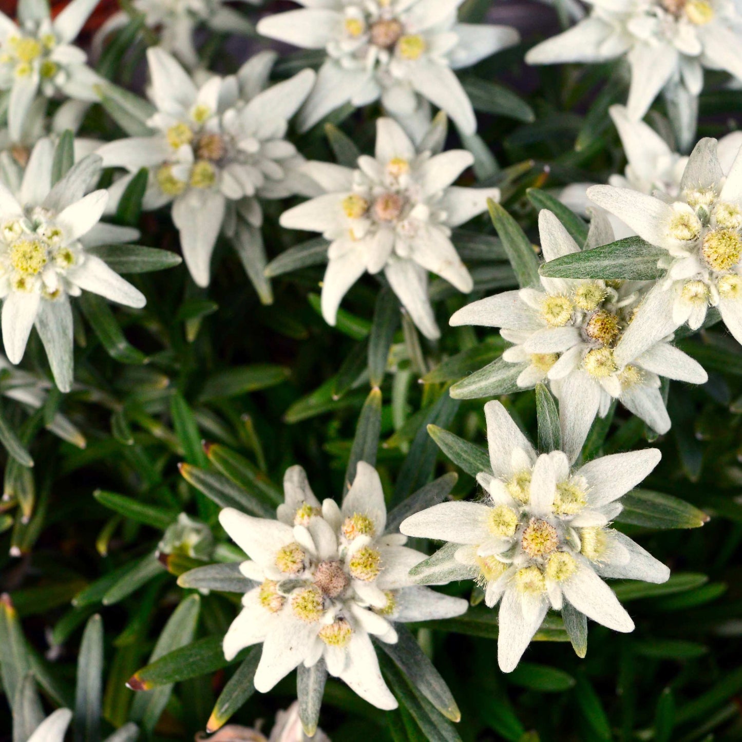 100Pcs Edelweiss Flower Seeds