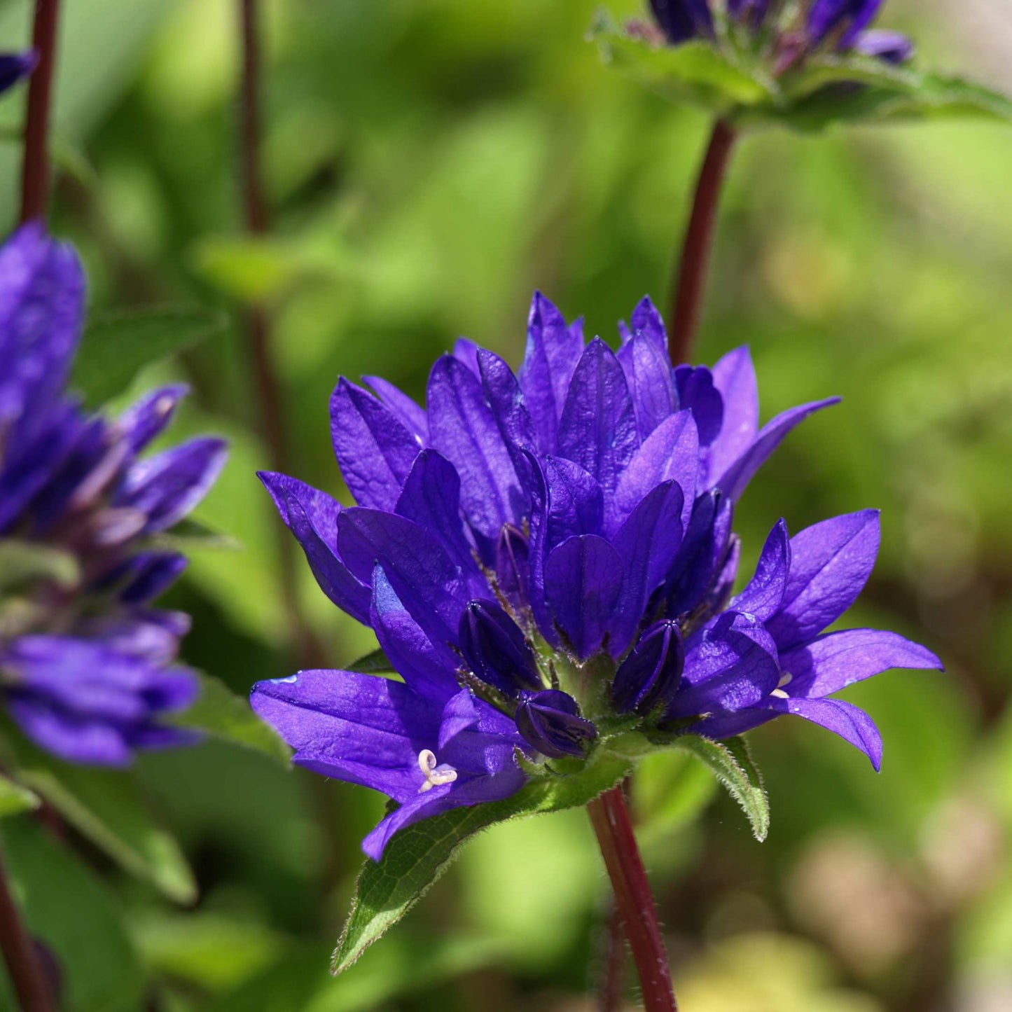 100Pcs Bellflower Superba Flower Seeds