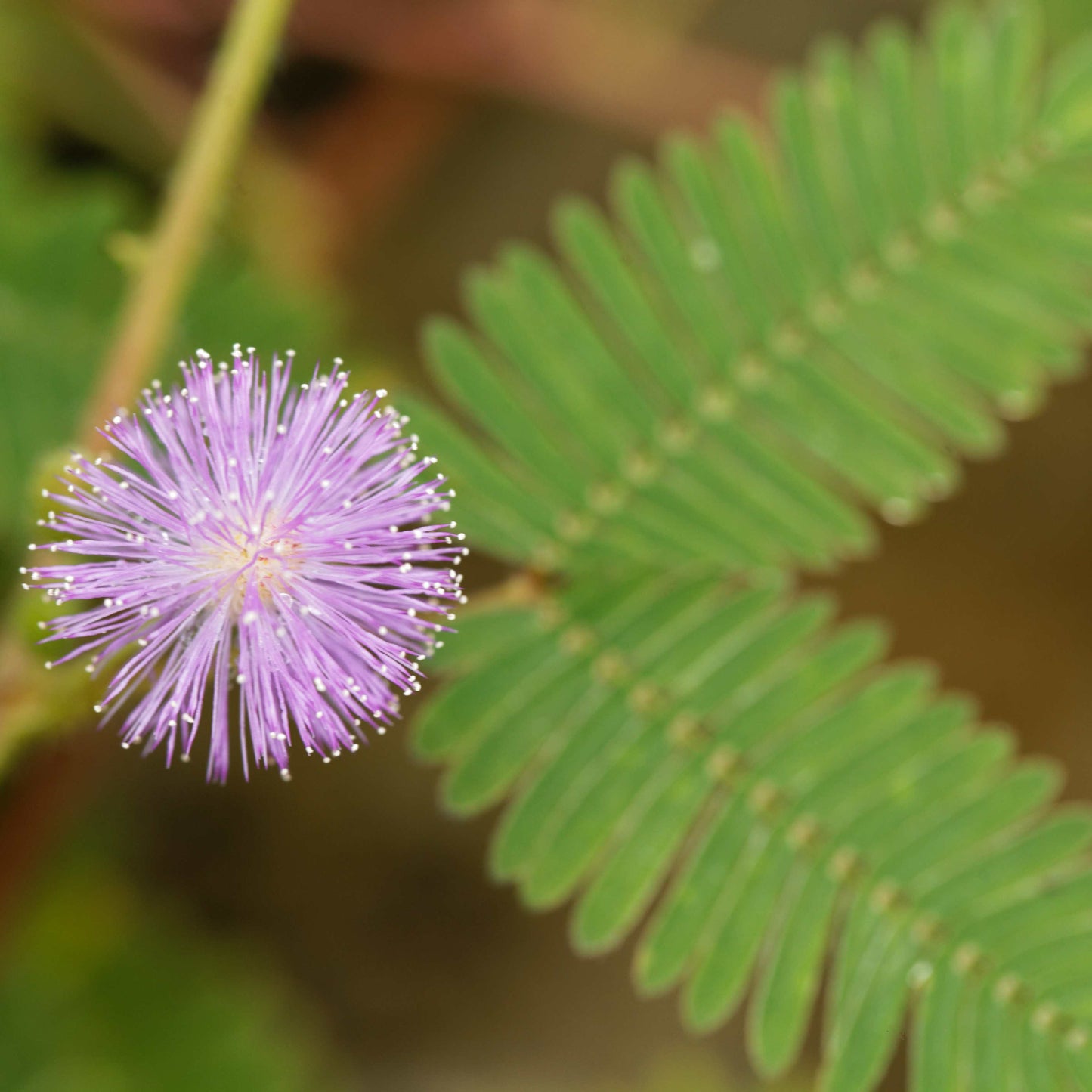 100Pcs Mimosa Pudica Linn Bashful Grass Seeds