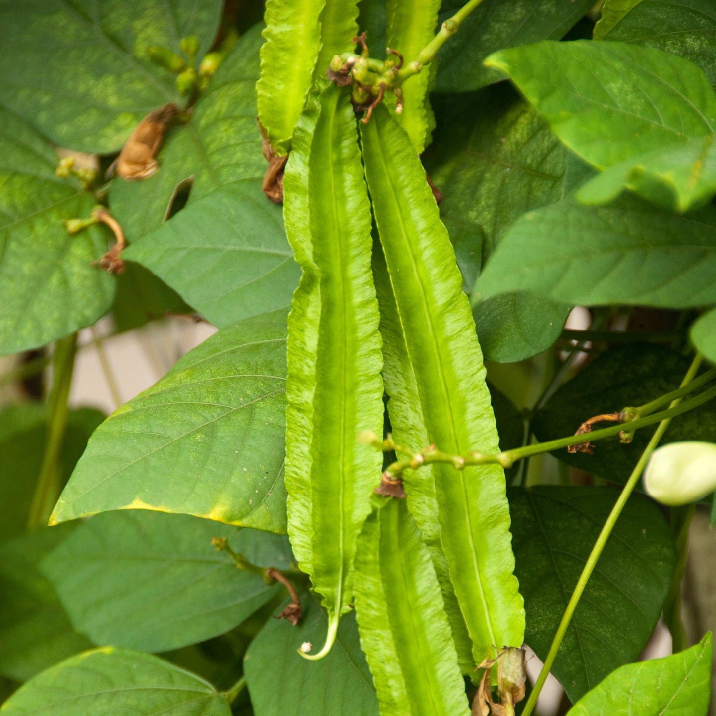 10Pcs Winged Bean Seeds (Psophocarpus tetragonolobus)