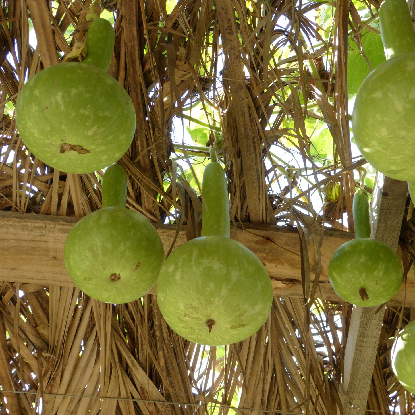 30Pcs Bottle Gourd Calabash Seeds