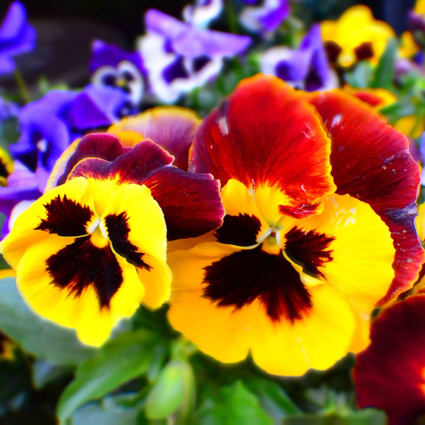 50Pcs Pansies Flower Seeds Pack