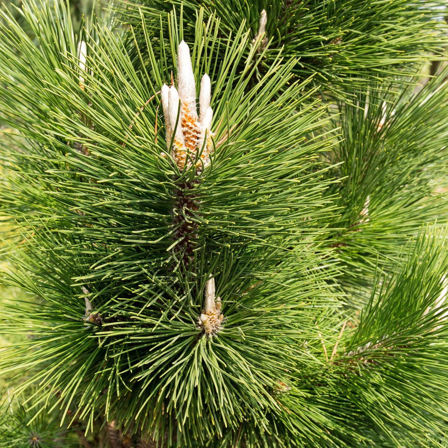 20Pcs Eastern White Pine Tree Seeds