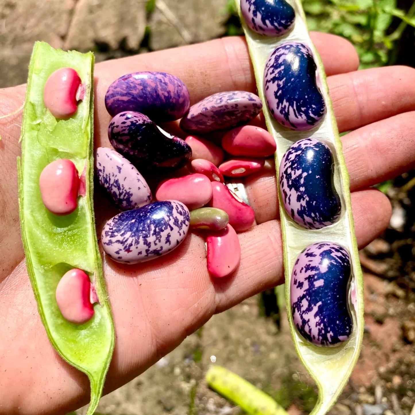 10Pcs Organic Scarlet Runner Bean Seeds