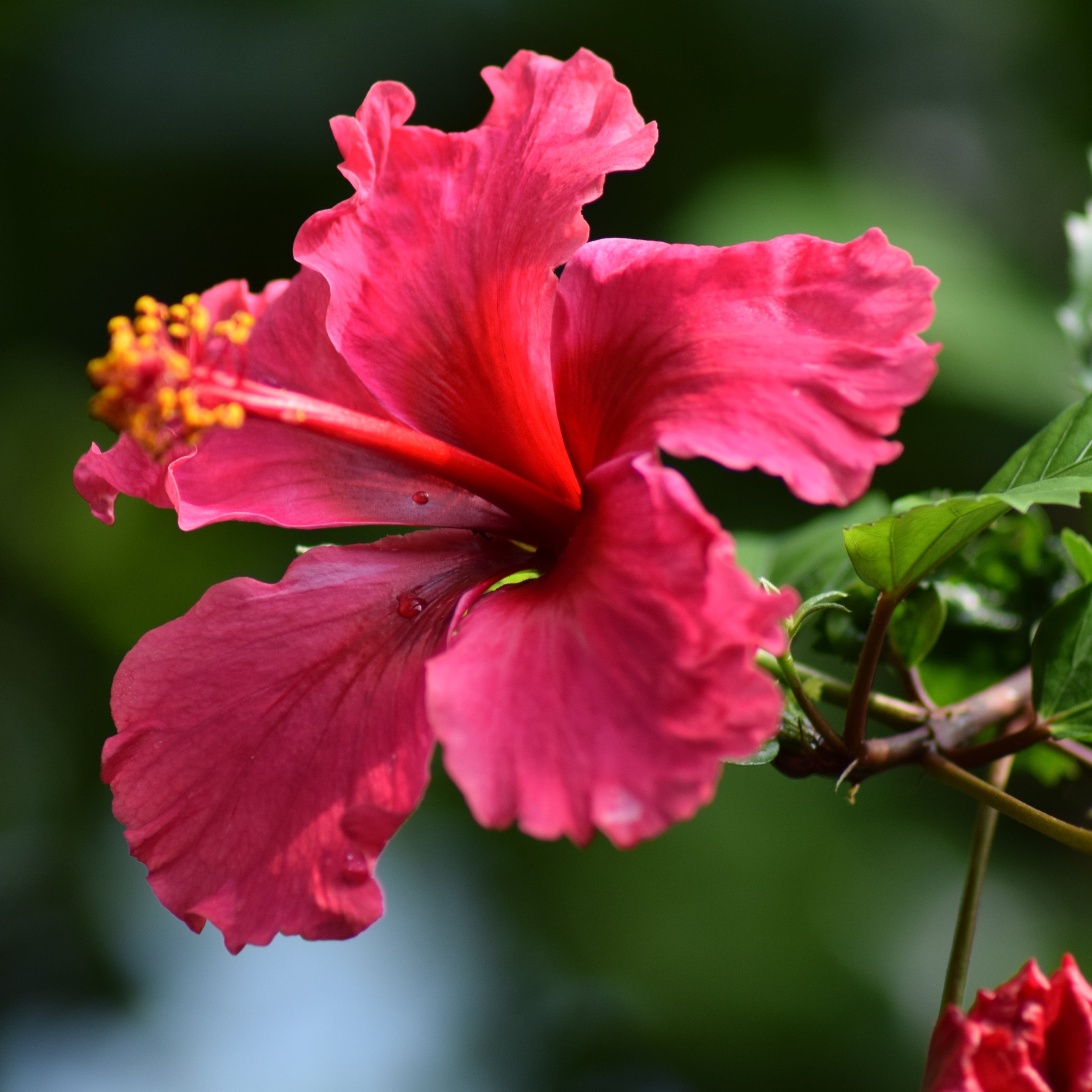 200Pcs Multi Colored Hibiscus Seeds