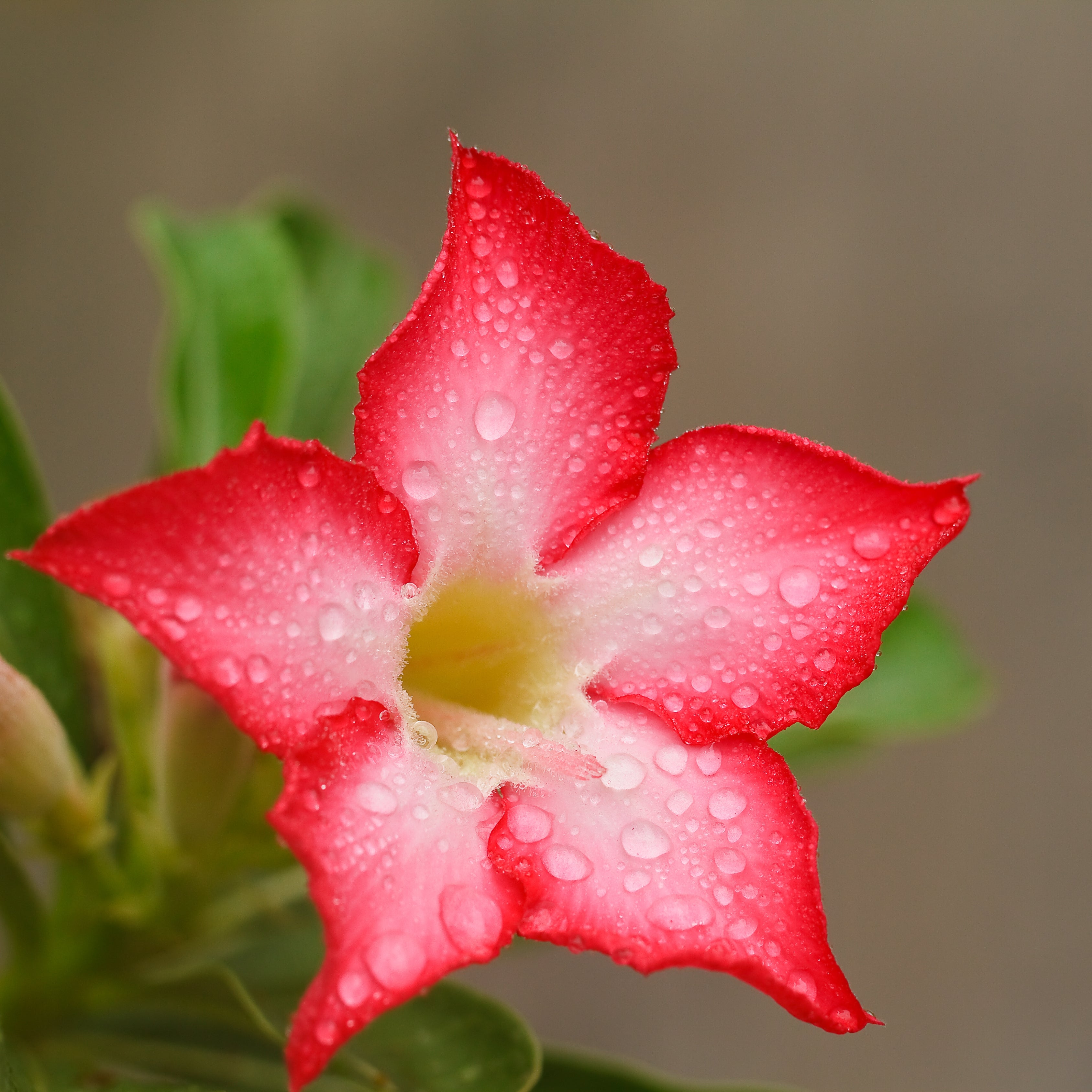 5Pcs Desert Rose Flower Seed