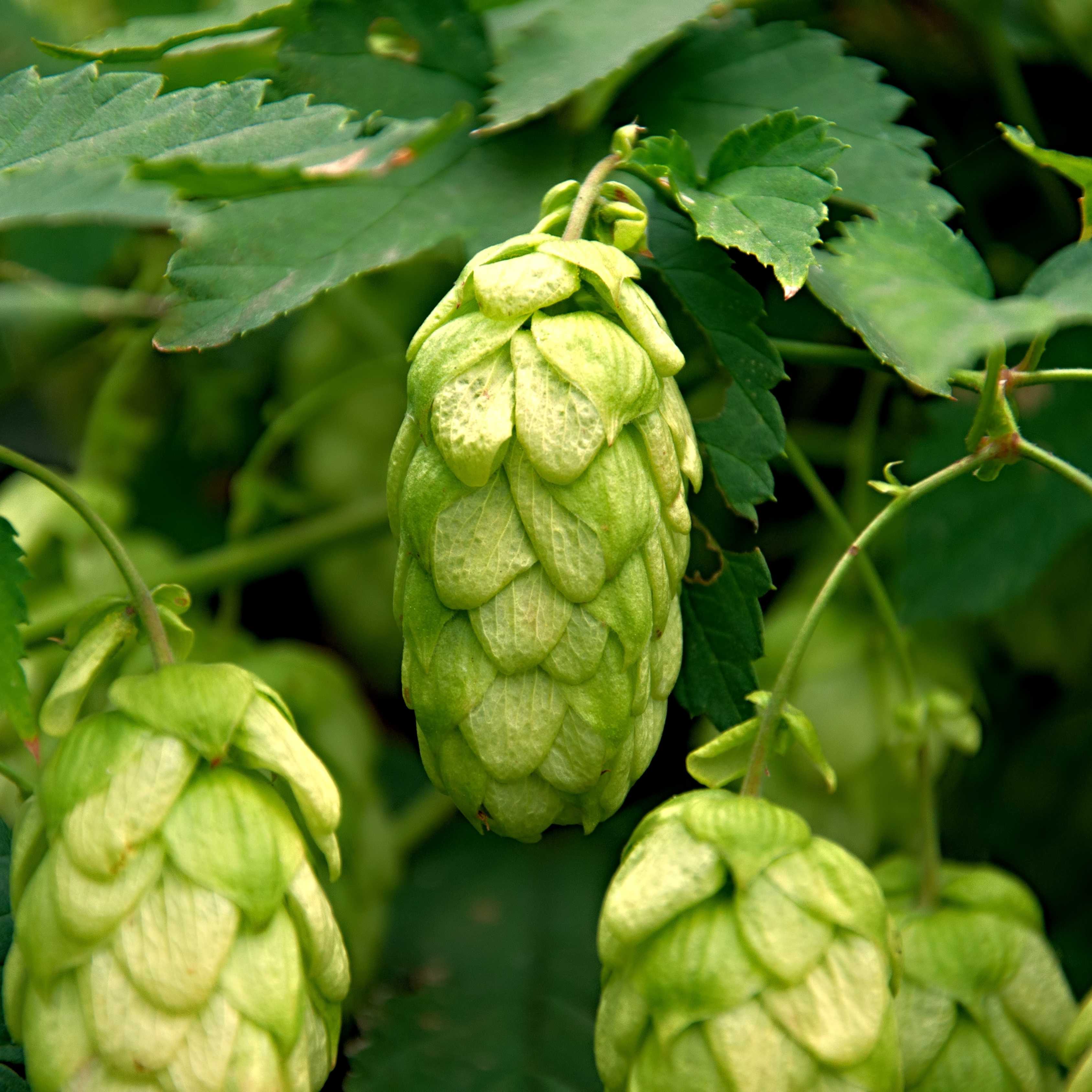 10Pcs Hops (Humulus lupulus) Seeds, Brew Your Own Beer, Easy To Plant