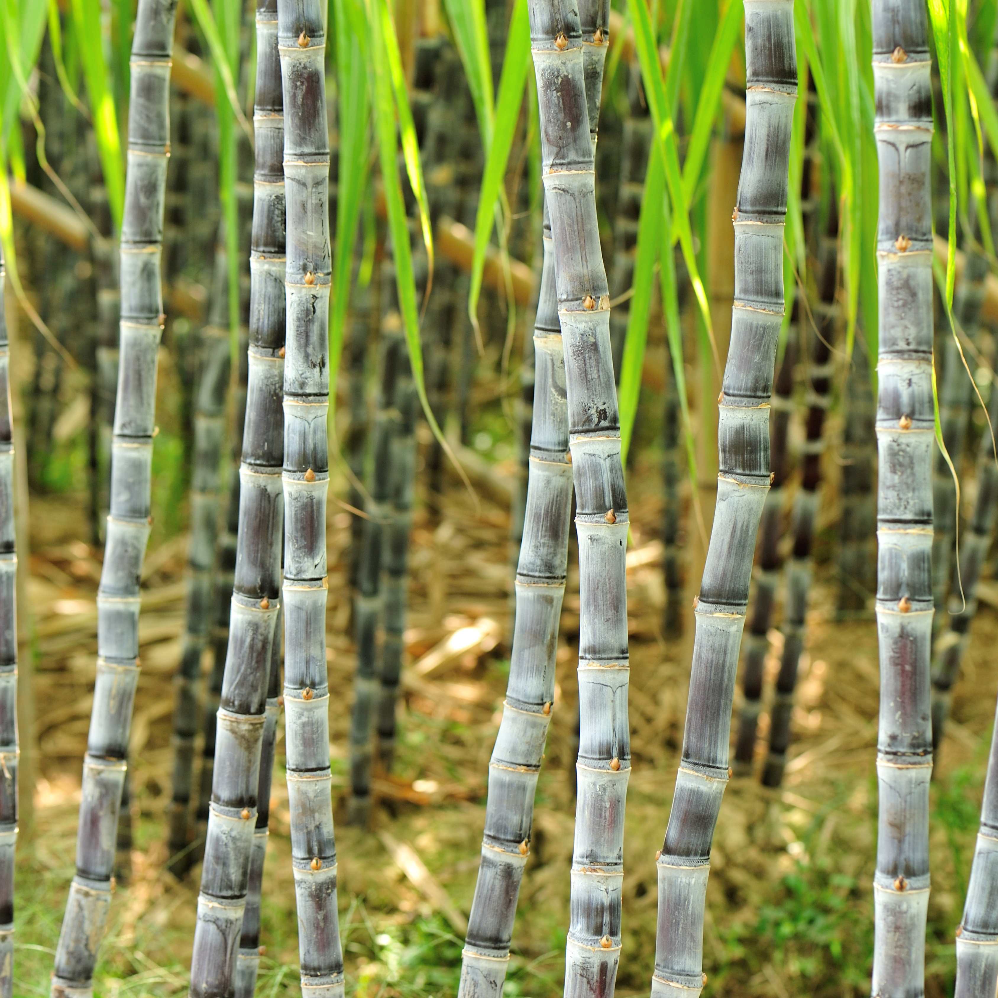 100Pcs Sugarcane (Saccharum officinarum) Seeds