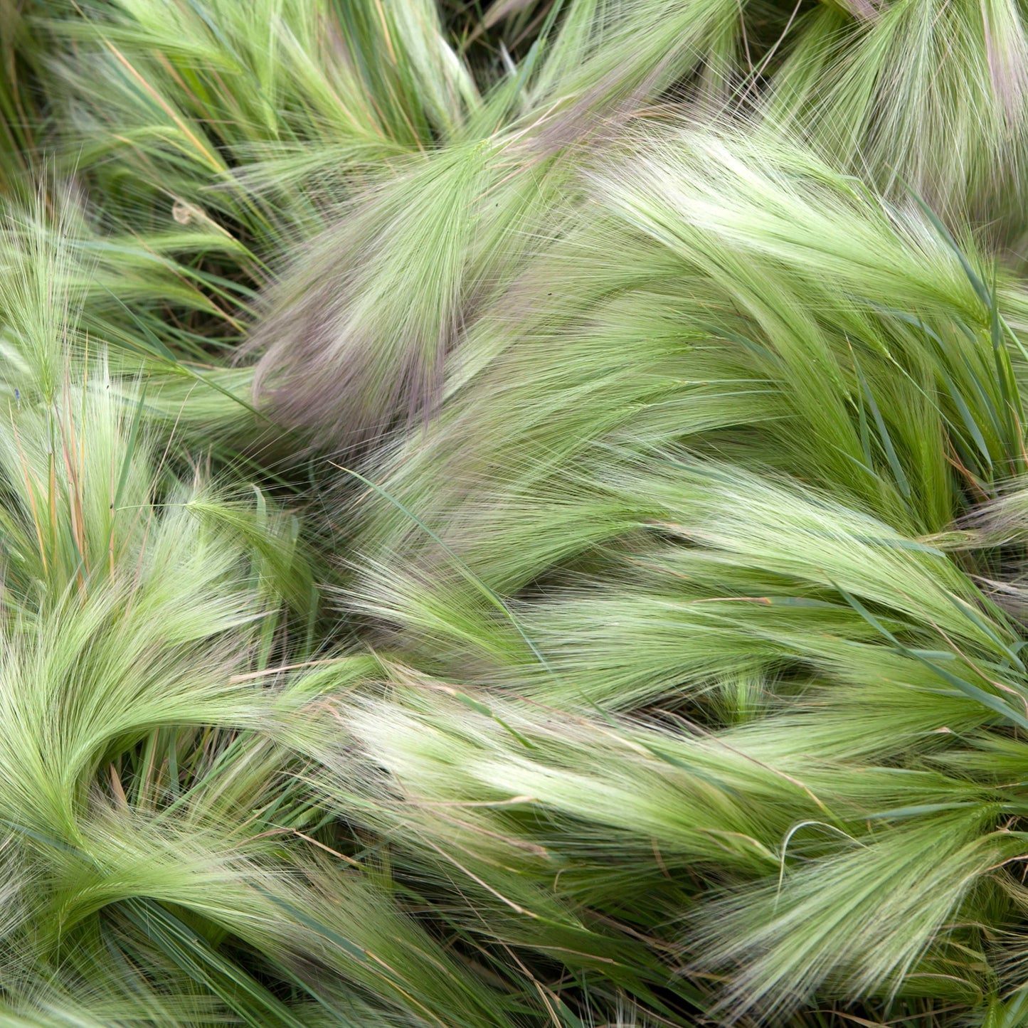 100Pcs Foxtail Barley Ornamental Grass Seeds