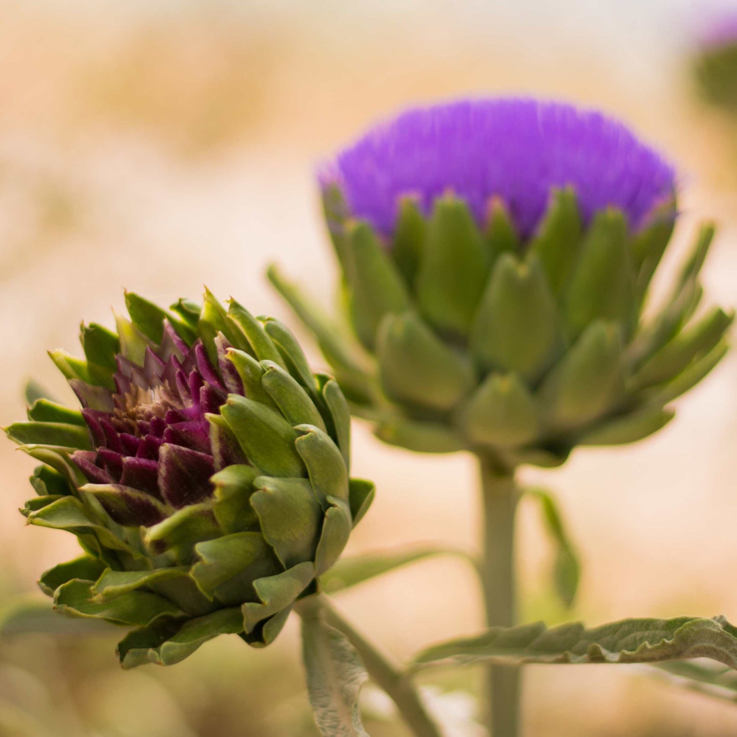 100pcs Organic Artichoke Seeds Pack