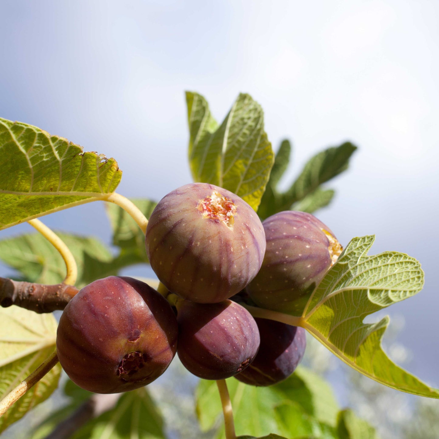 10Pcs Figs Fruit Tree Seeds