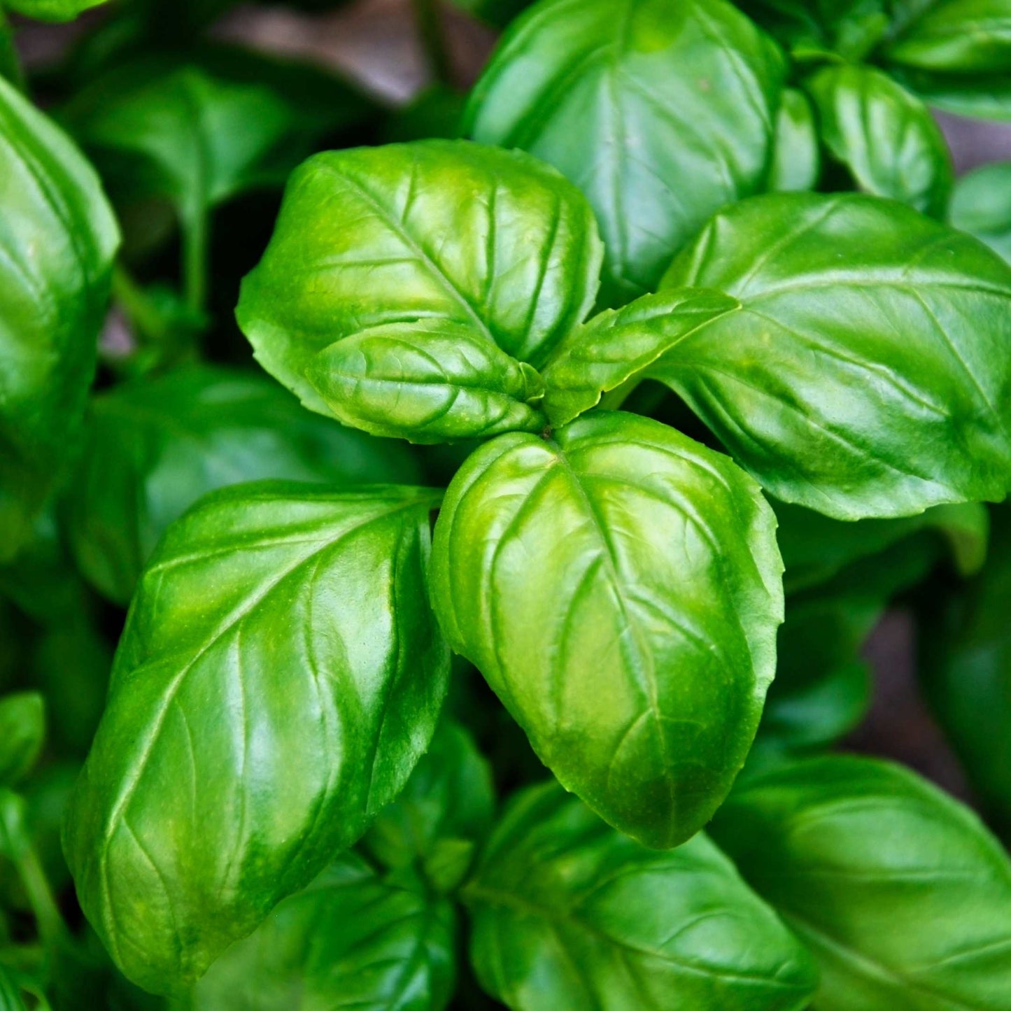 100Pcs Organic Basil Seeds Pack