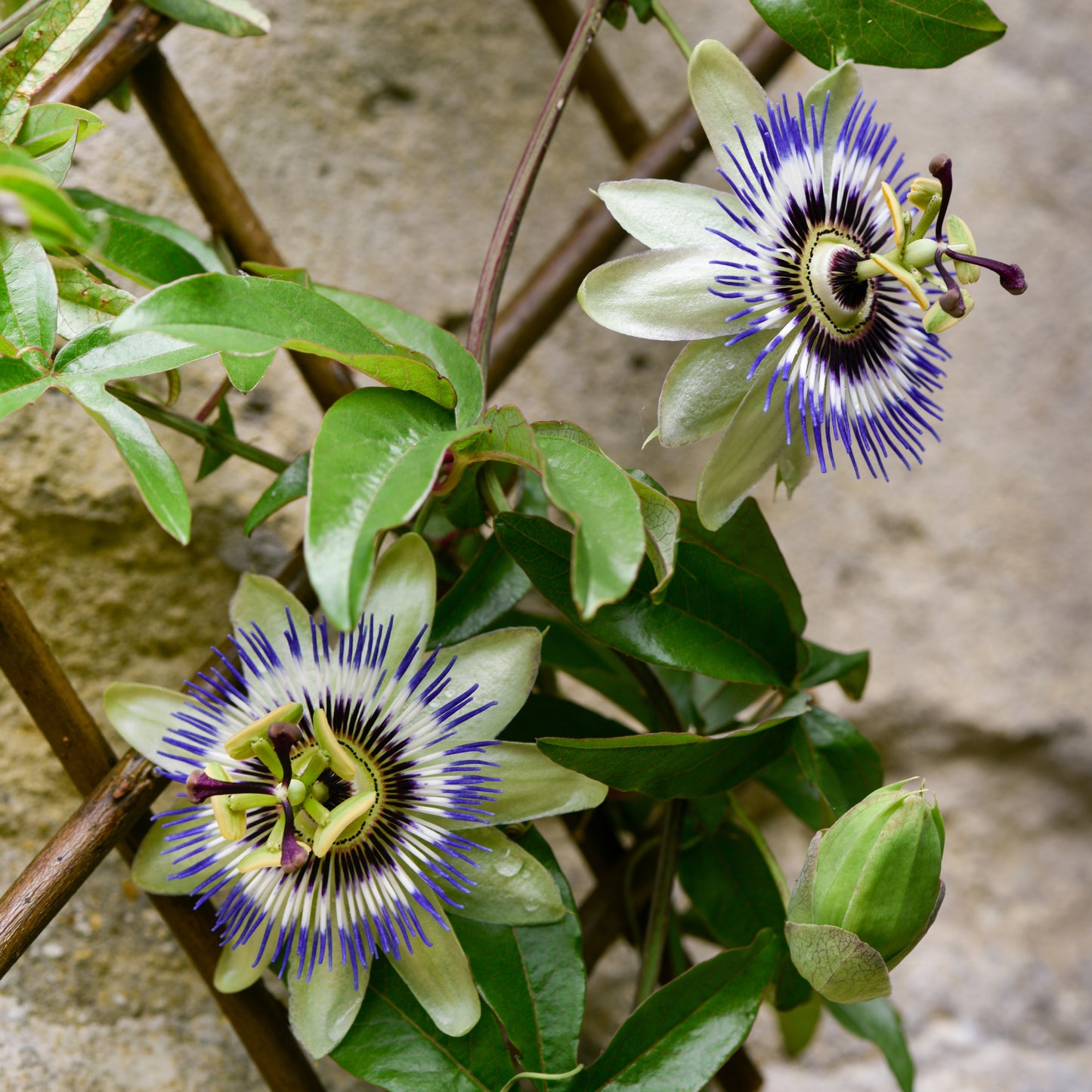 100Pcs Blue Royal Crown Passion Flower Seeds