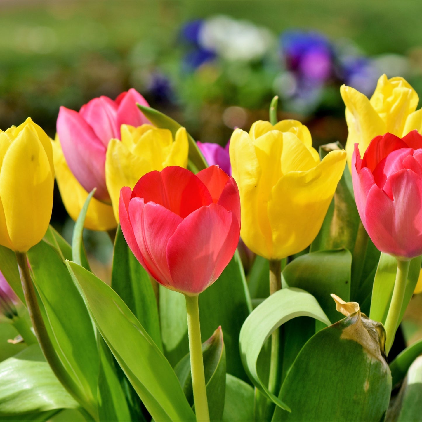 50Pcs Mixed Color Tulip Seeds