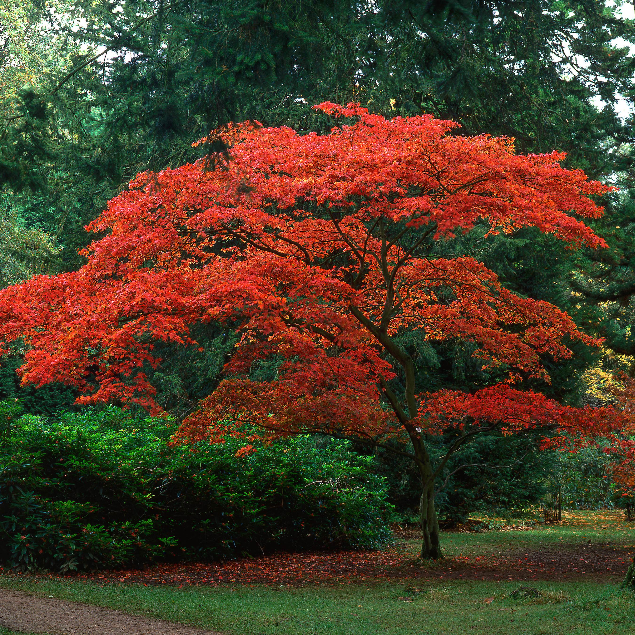 10Pcs Traditional Japanese Maple Tree Seeds