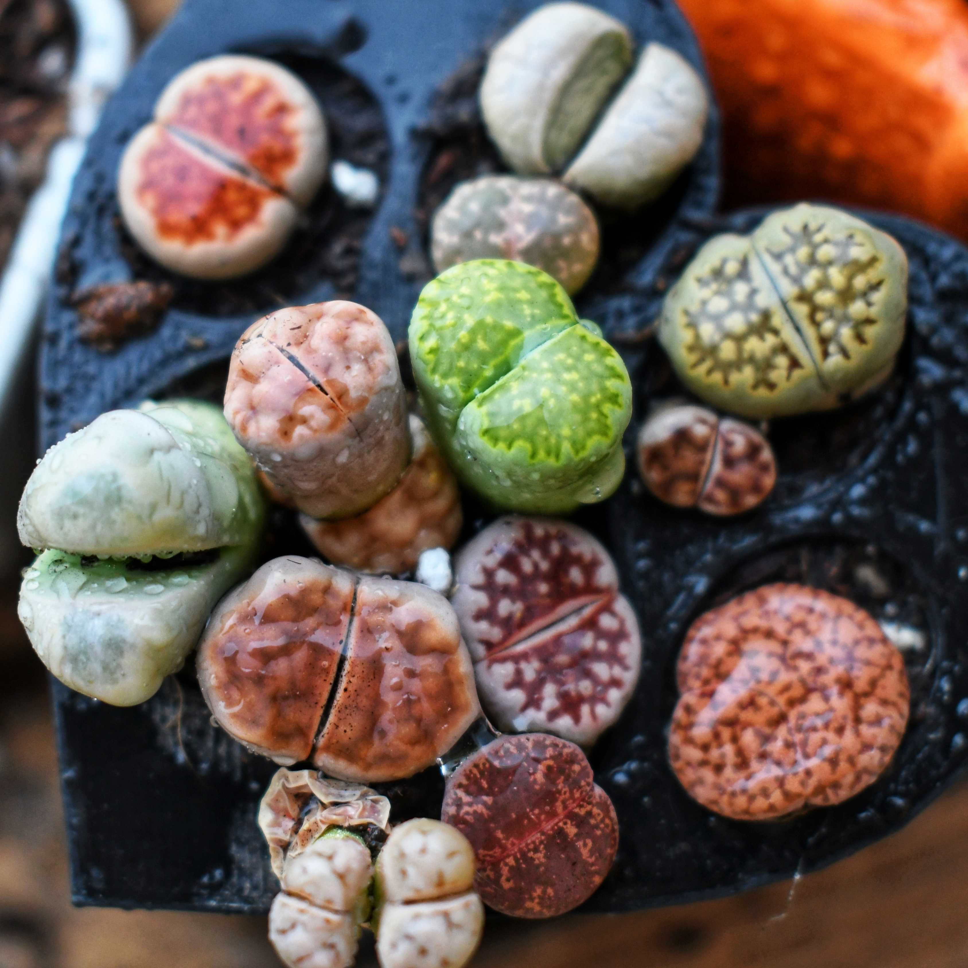 100Pcs Exotic Mini Succulent Lithop Seeds