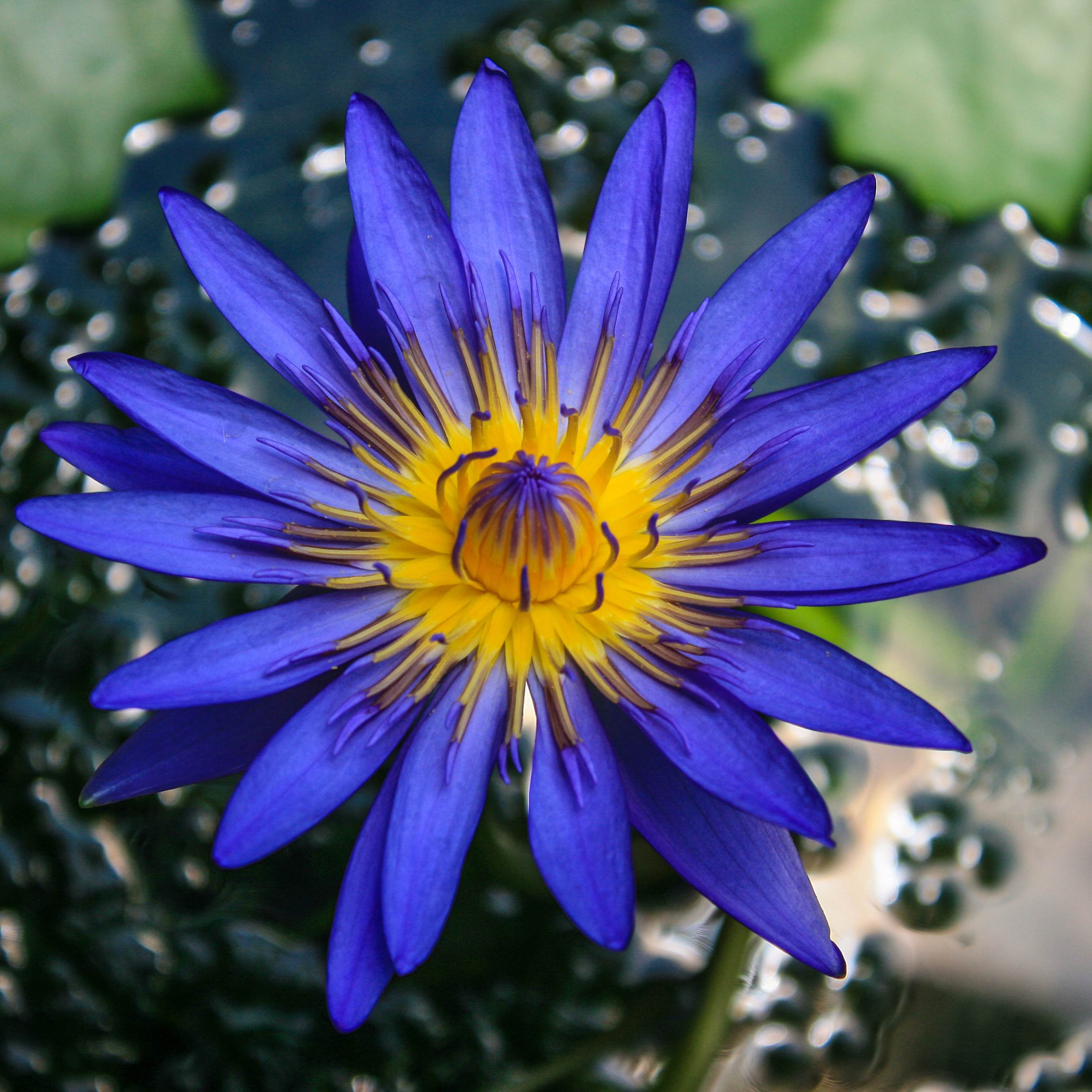 5 BLUE LOTUS Flower Seeds