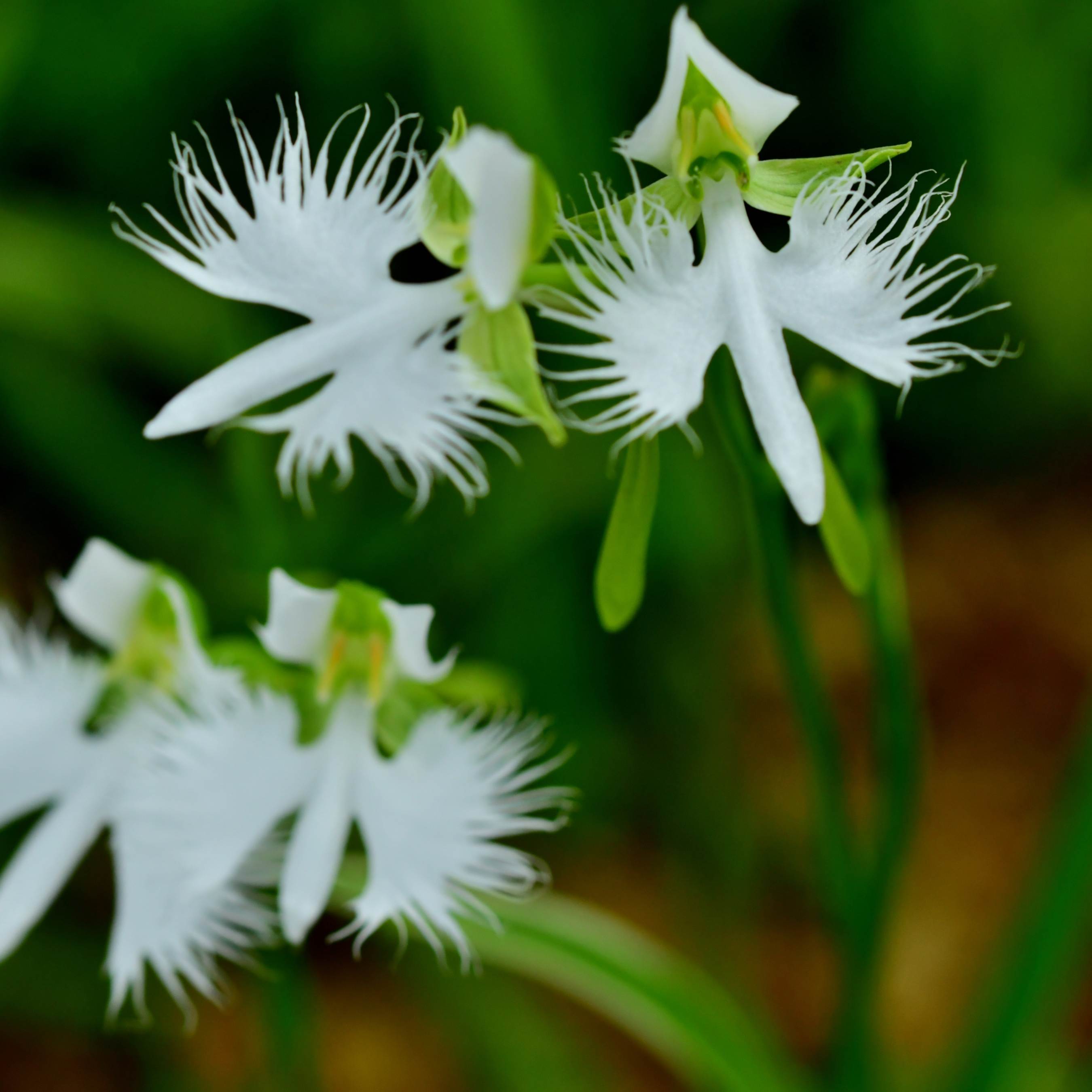 100Pcs Japanese Radiata White Egret Orchid Plant Seeds