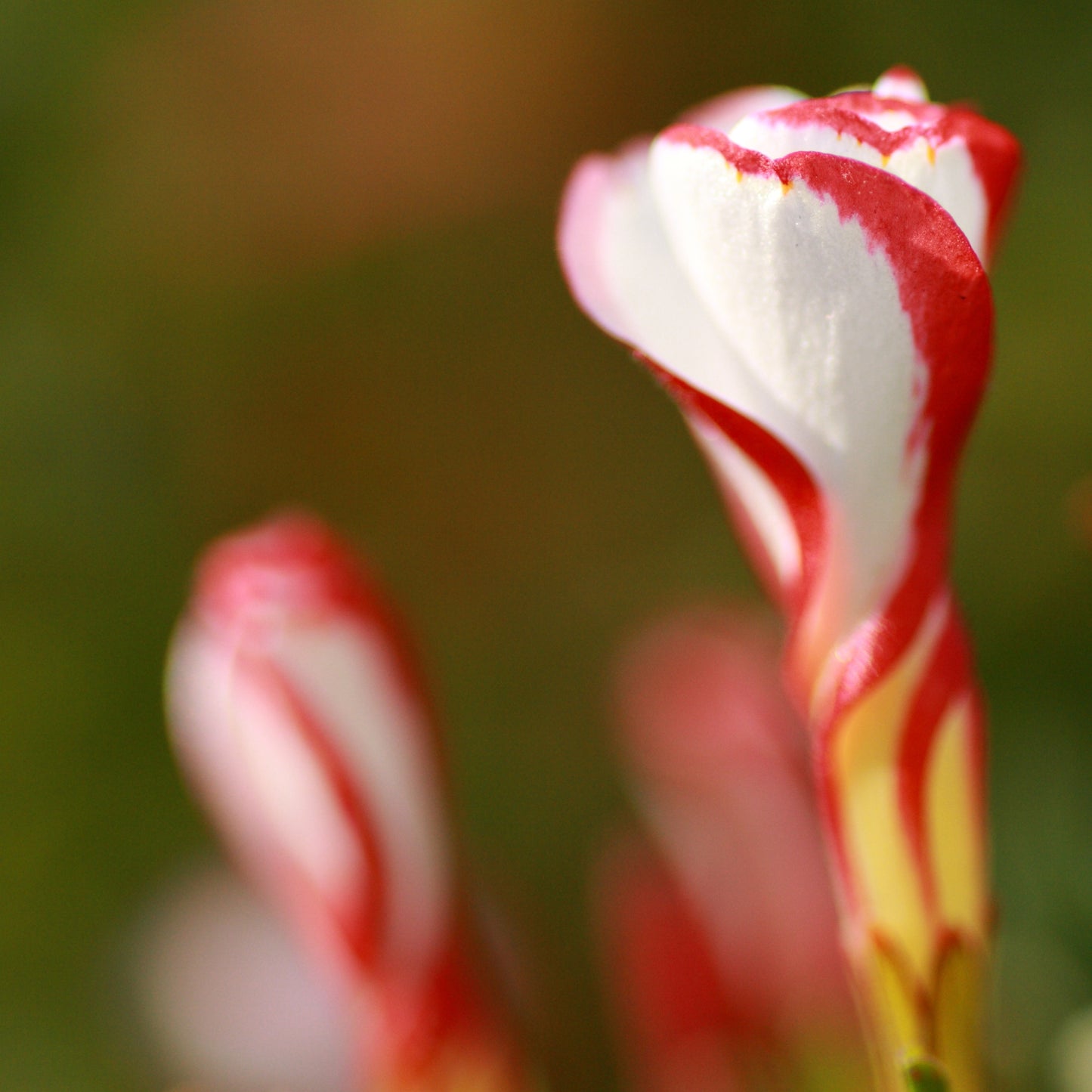 Candy Cane Sorrel Flower Seeds, Oxalis Versicolor