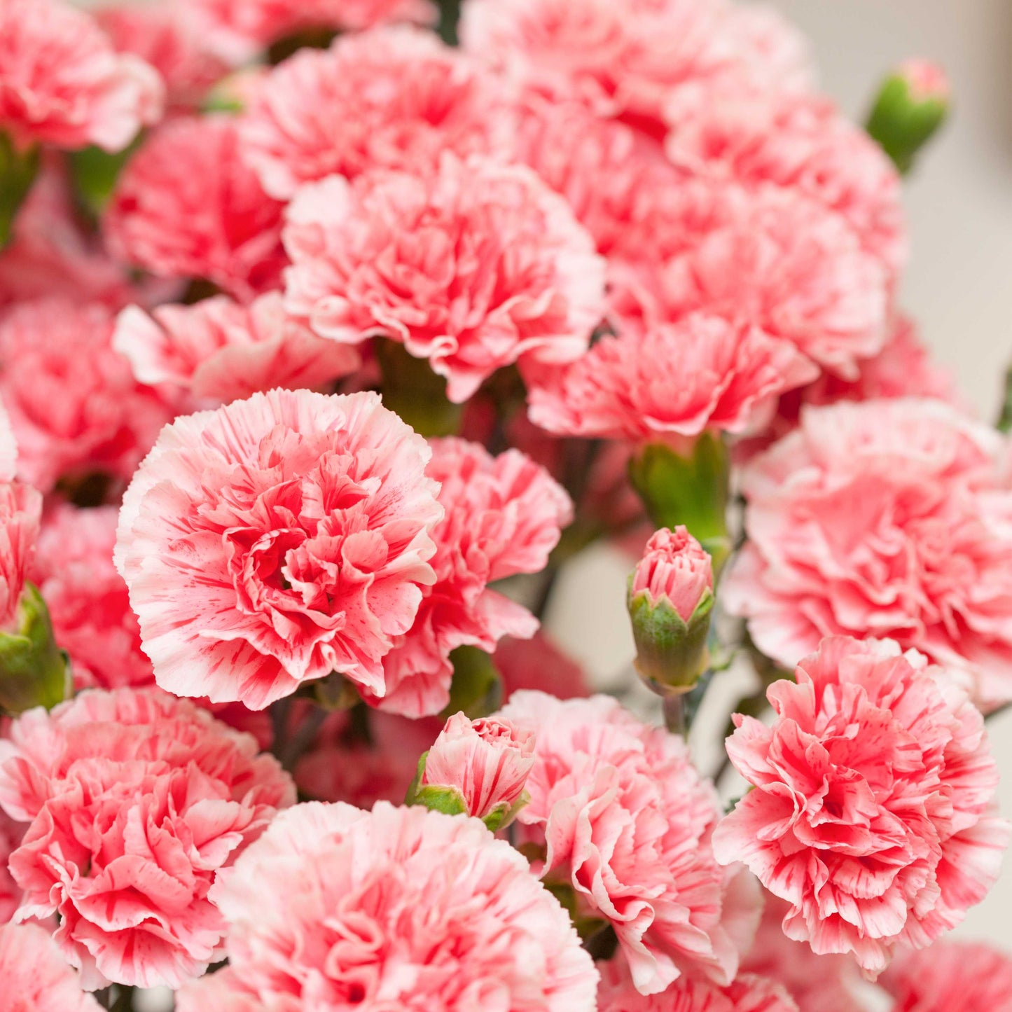 100Pcs Mixed Multi-Color Carnation Flower Seeds