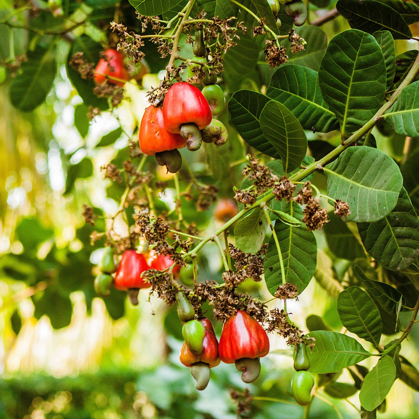 3Pcs Cashew Plant Seeds