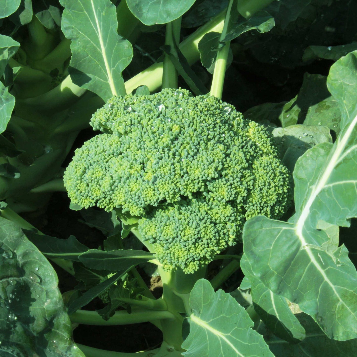 50Pcs Organic Broccoli Seeds