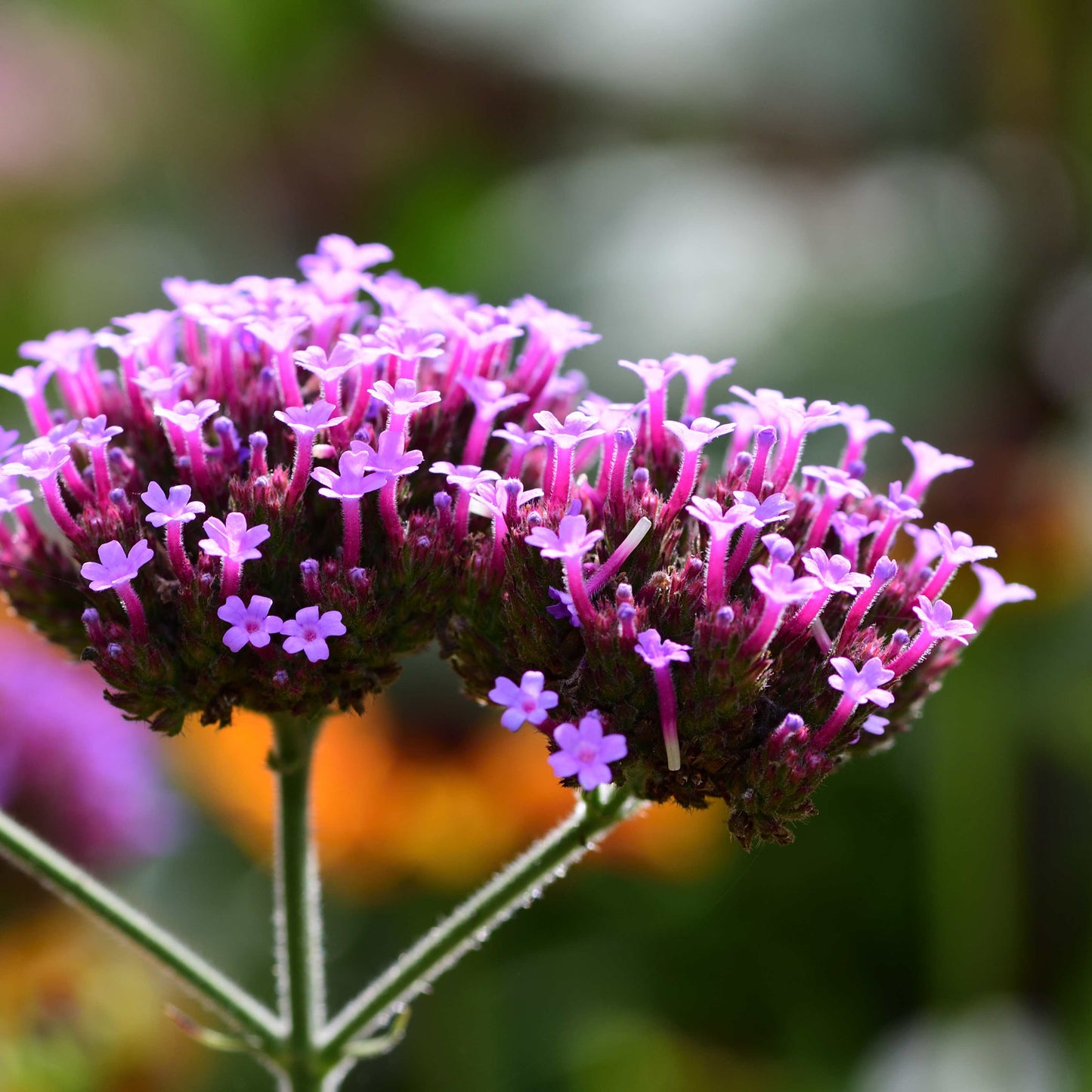 100Pcs Purpletop Vervain Flower Seeds