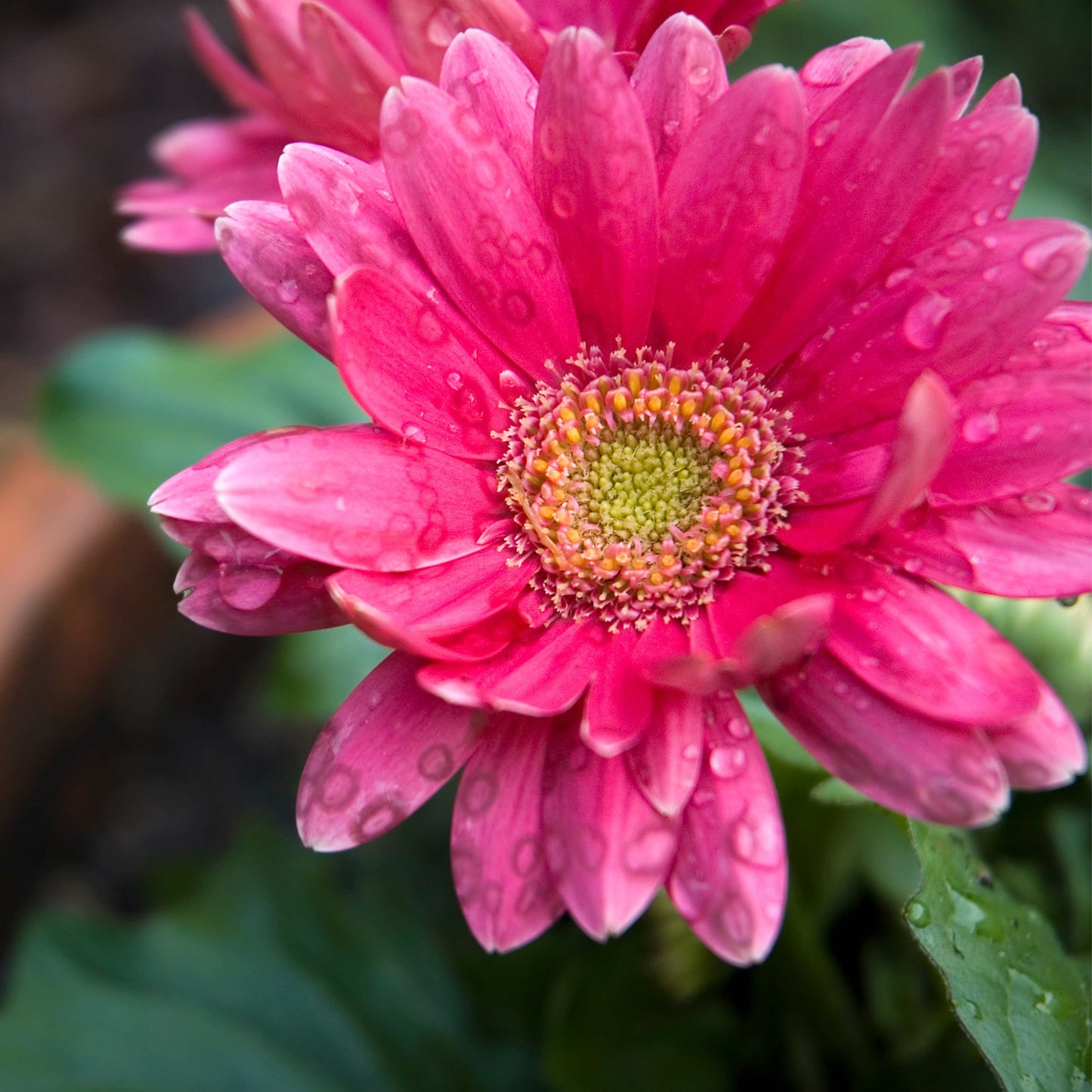 50Pcs Gerbera Daisy Seeds