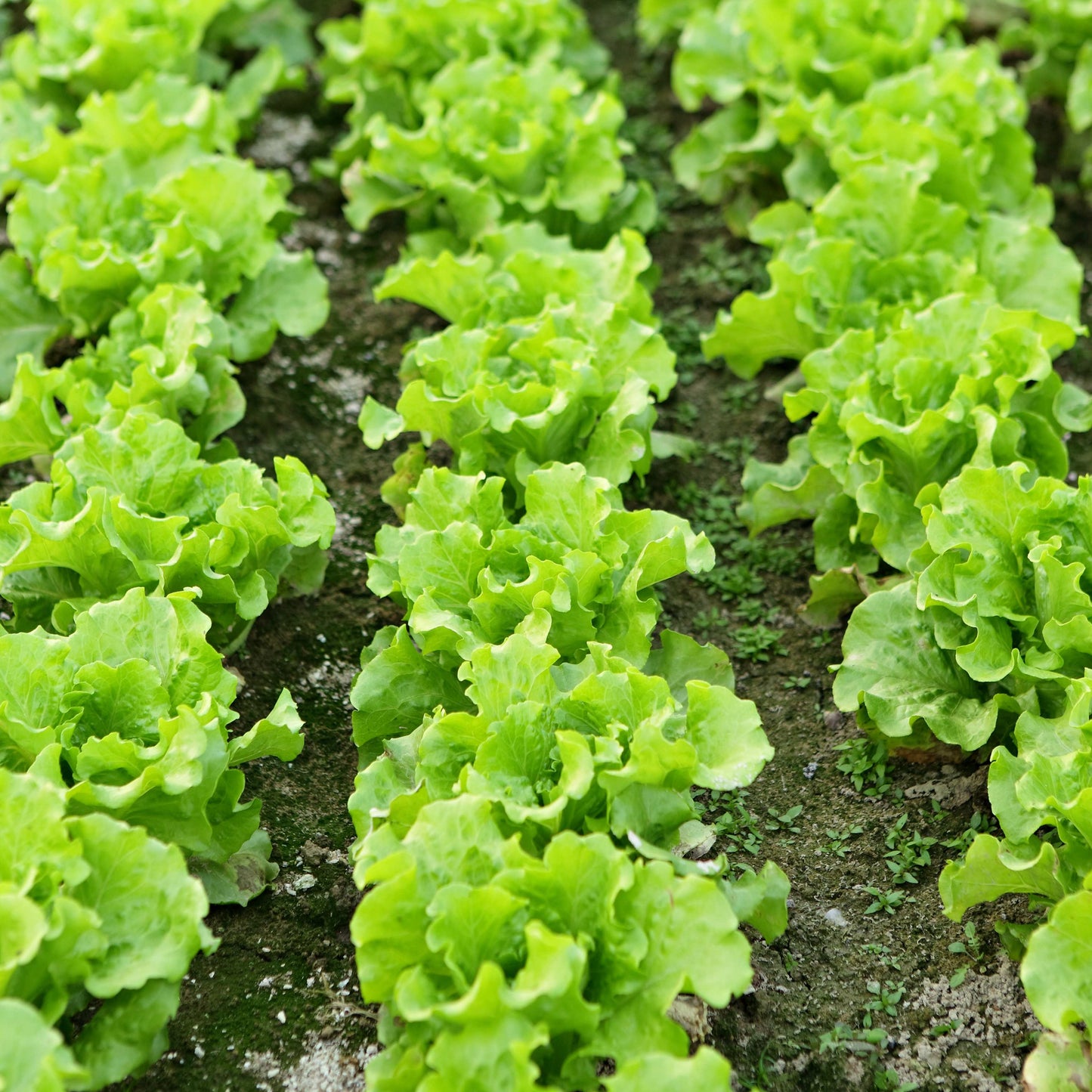 100Pcs Organic Lettuce Seeds