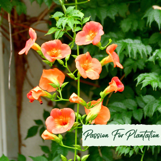 50Pcs Trumpet Vine (Campsis radicans) Seeds