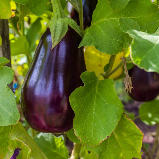 100Pcs Organic Eggplant (Solanum melongena) Seeds