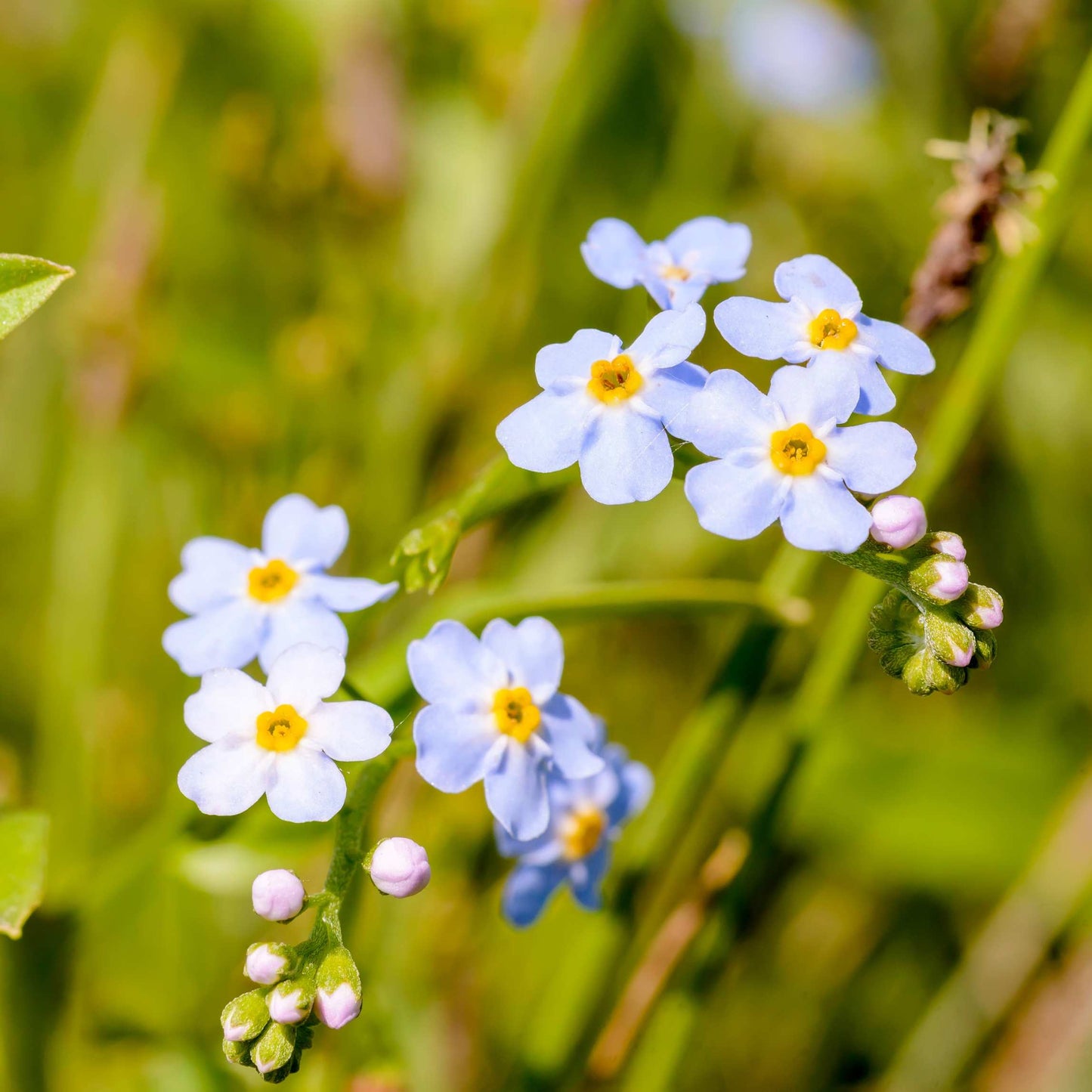 100Pcs Forget Me Not (Myosotis Sylvatica) Blue Flower Seeds