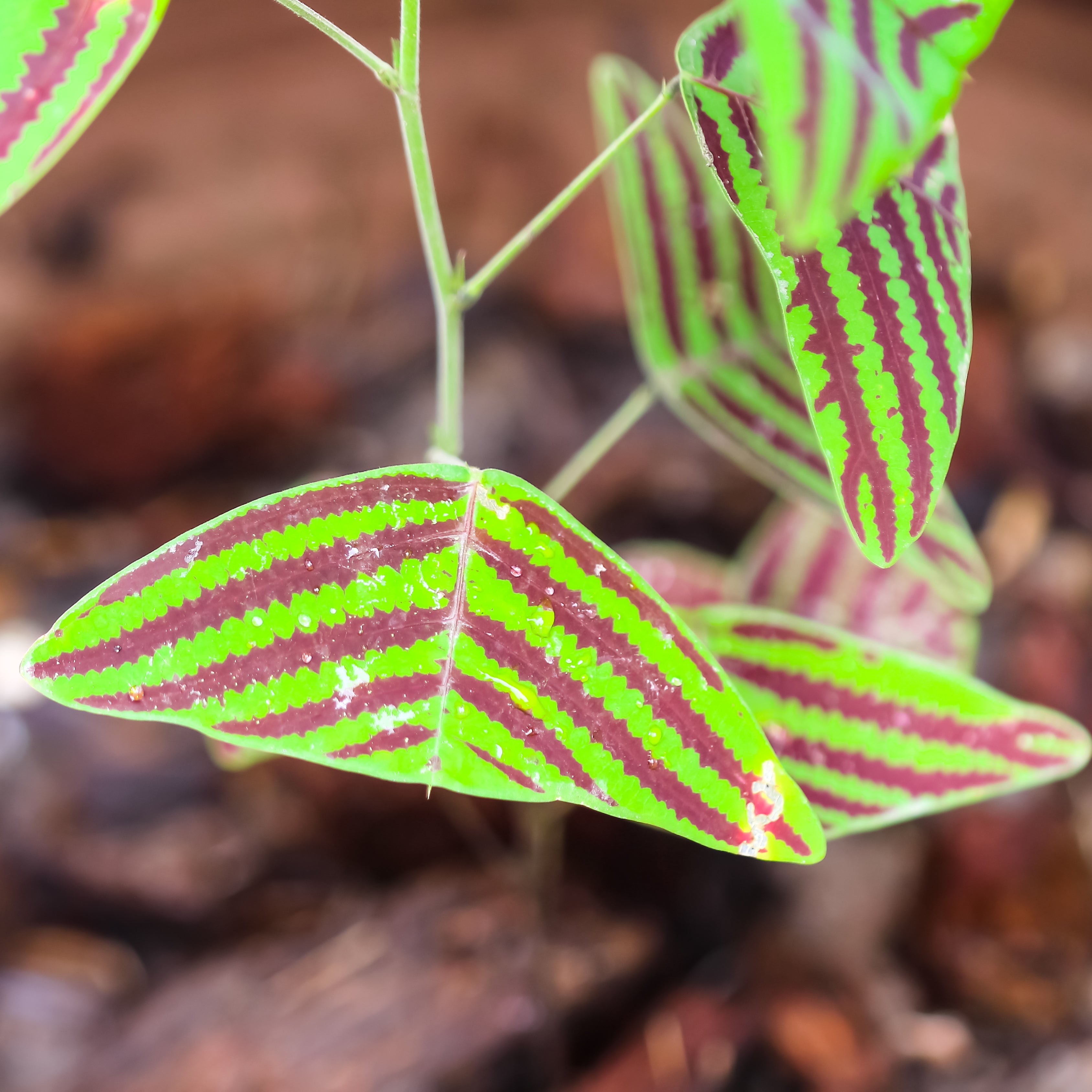 Graines de Christia Obcordata stripped Swallow tail plant seeds