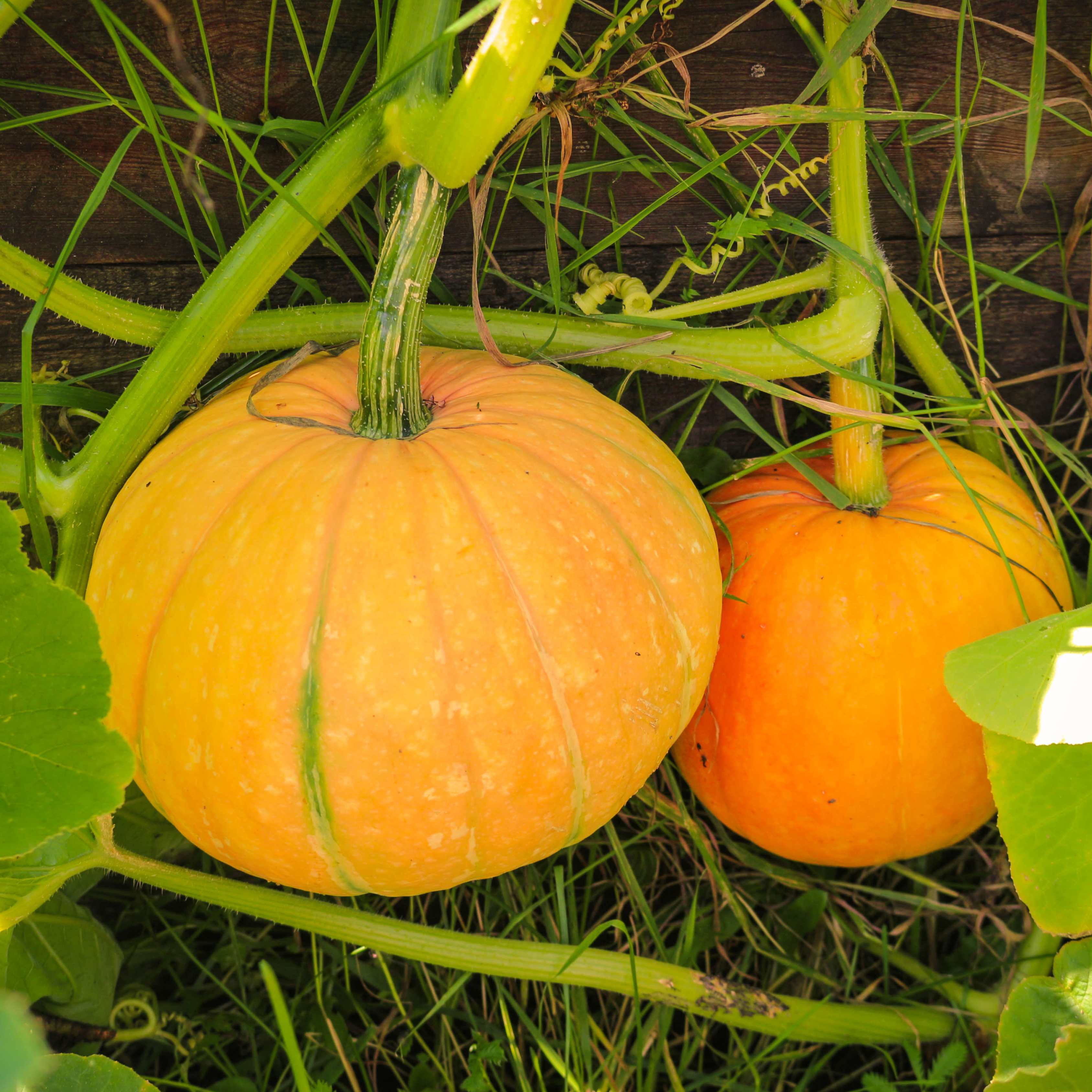 10Pcs Pumpkin Seeds