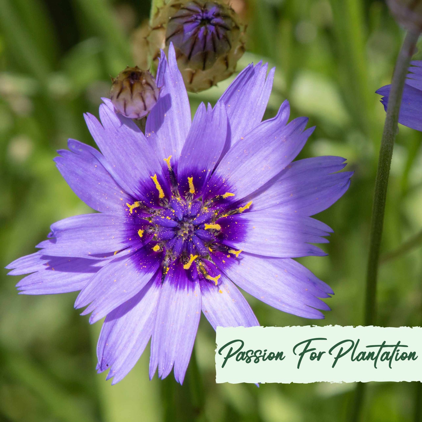 Cupids Dart Blue Flower Seeds (Catananche Caerulea)