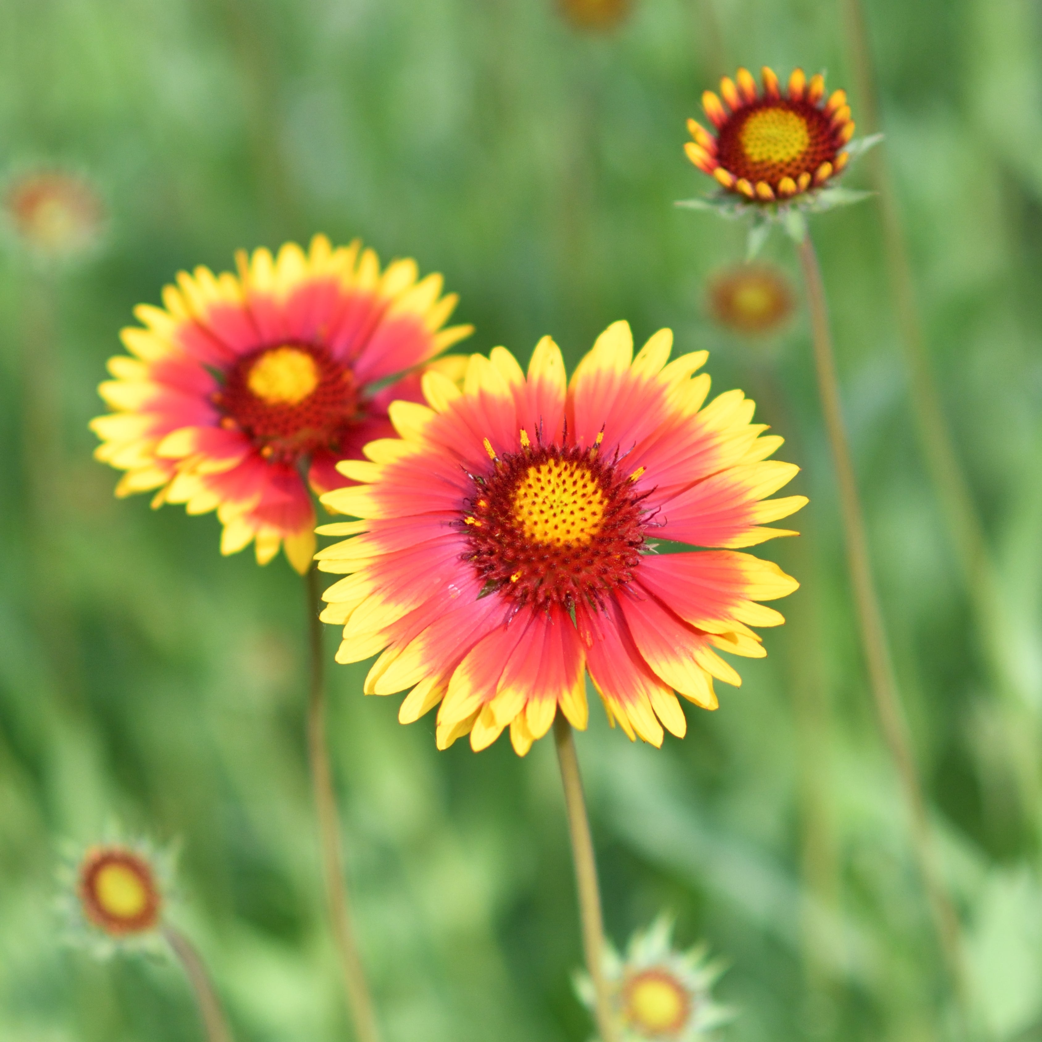 Gaillardia Flower Seeds