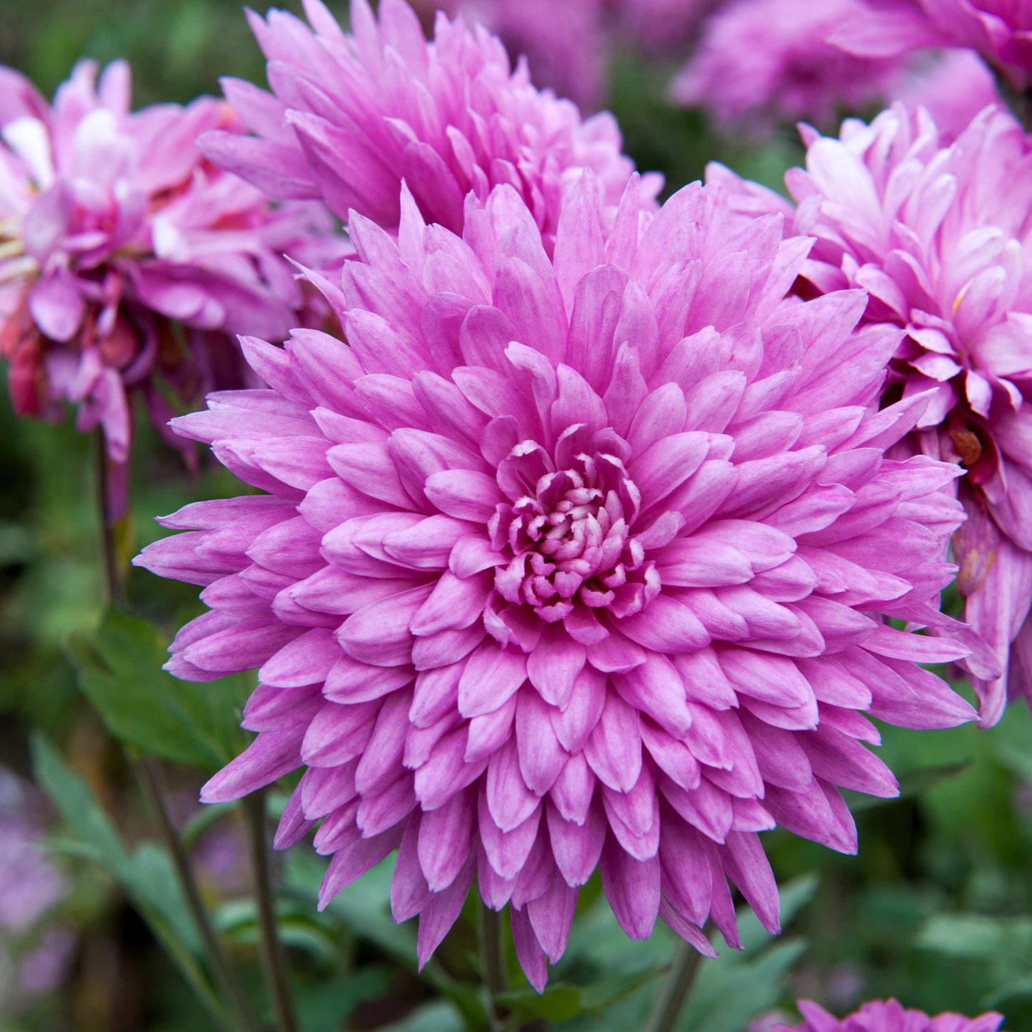 200pcs Chrysanthemum Seeds Pack