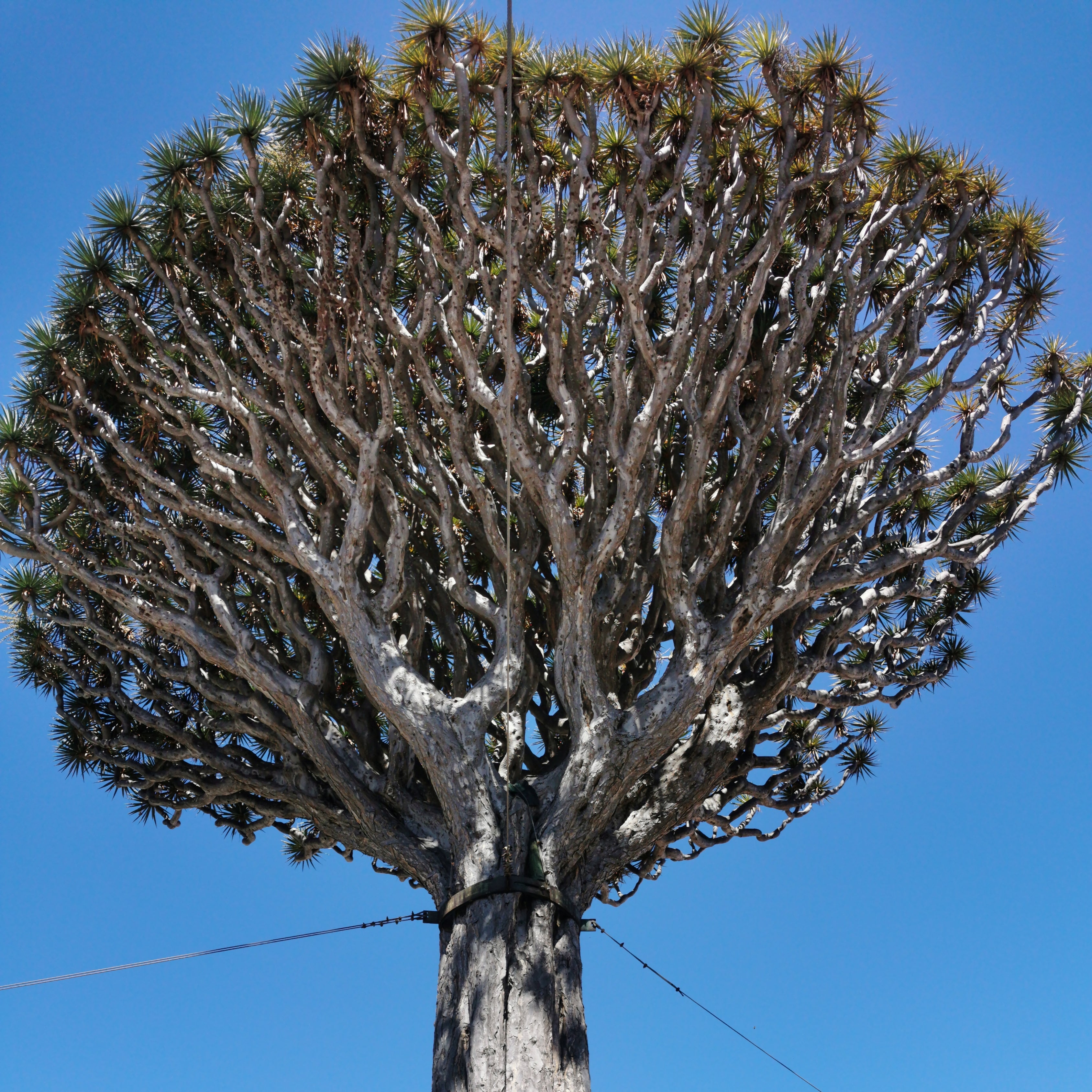 10Pcs Celestial Dragon Blood Tree Seeds (Dracaena draco)