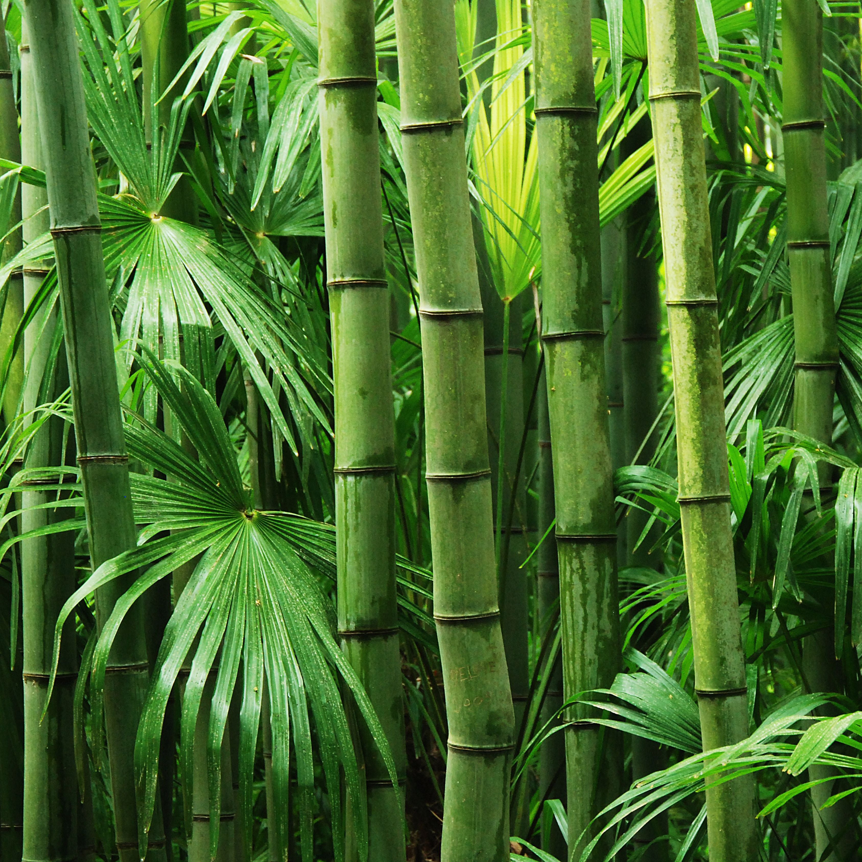 50Pcs Bamboo Seeds - Fast Growing (Low Maintenace, Privacy Wall)