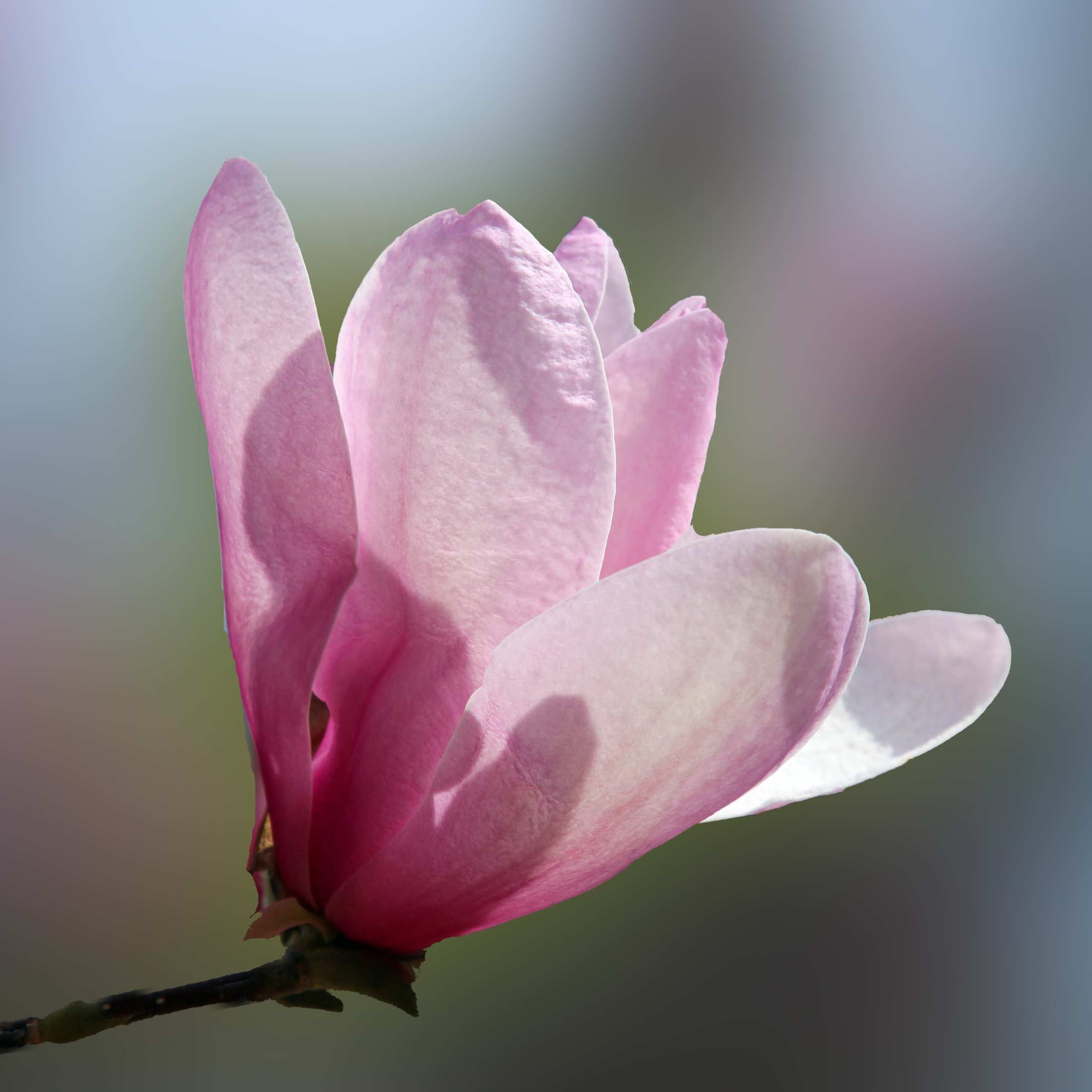 100Pcs Magnolia Flower Seeds Pack